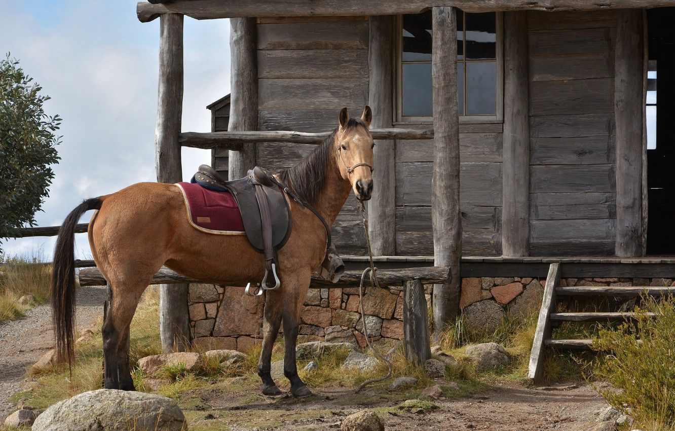 Wallpaper house, horse, saddle image for desktop, section