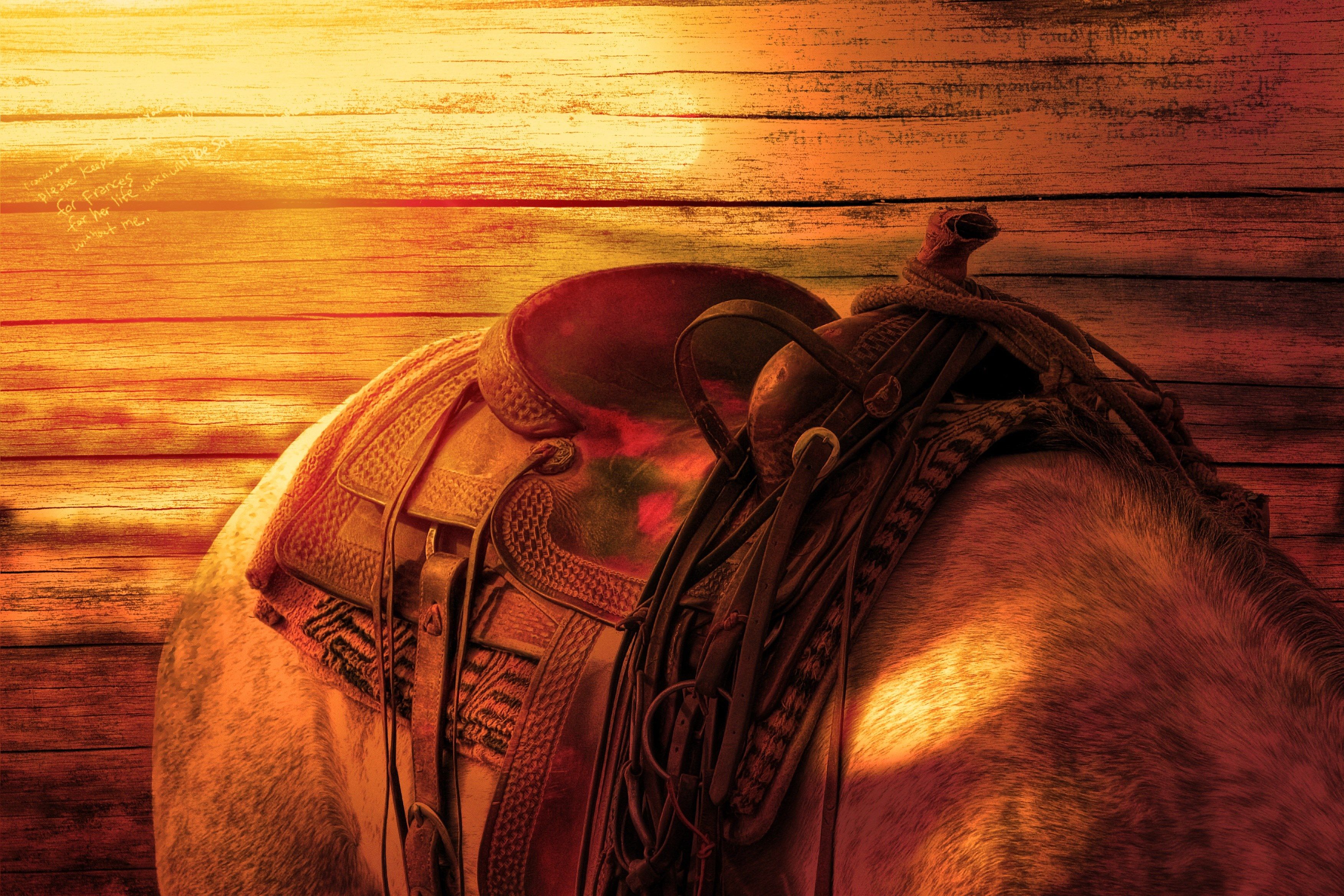 horses back #ride #horse #saddle #sunlight #wood wallpaper