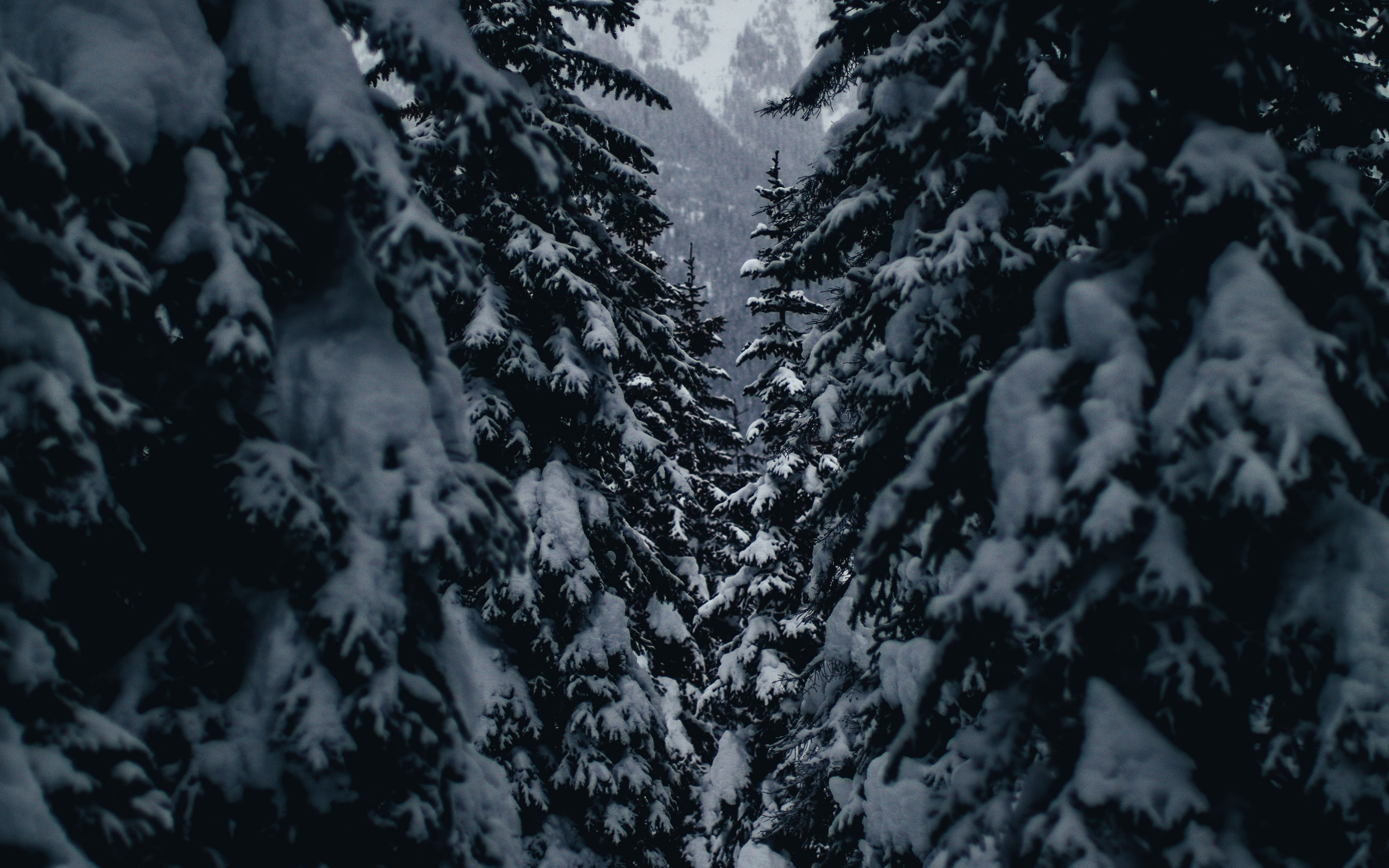 Download Tree, winter, snowfrost, outdoor wallpaper, 3840x 4K