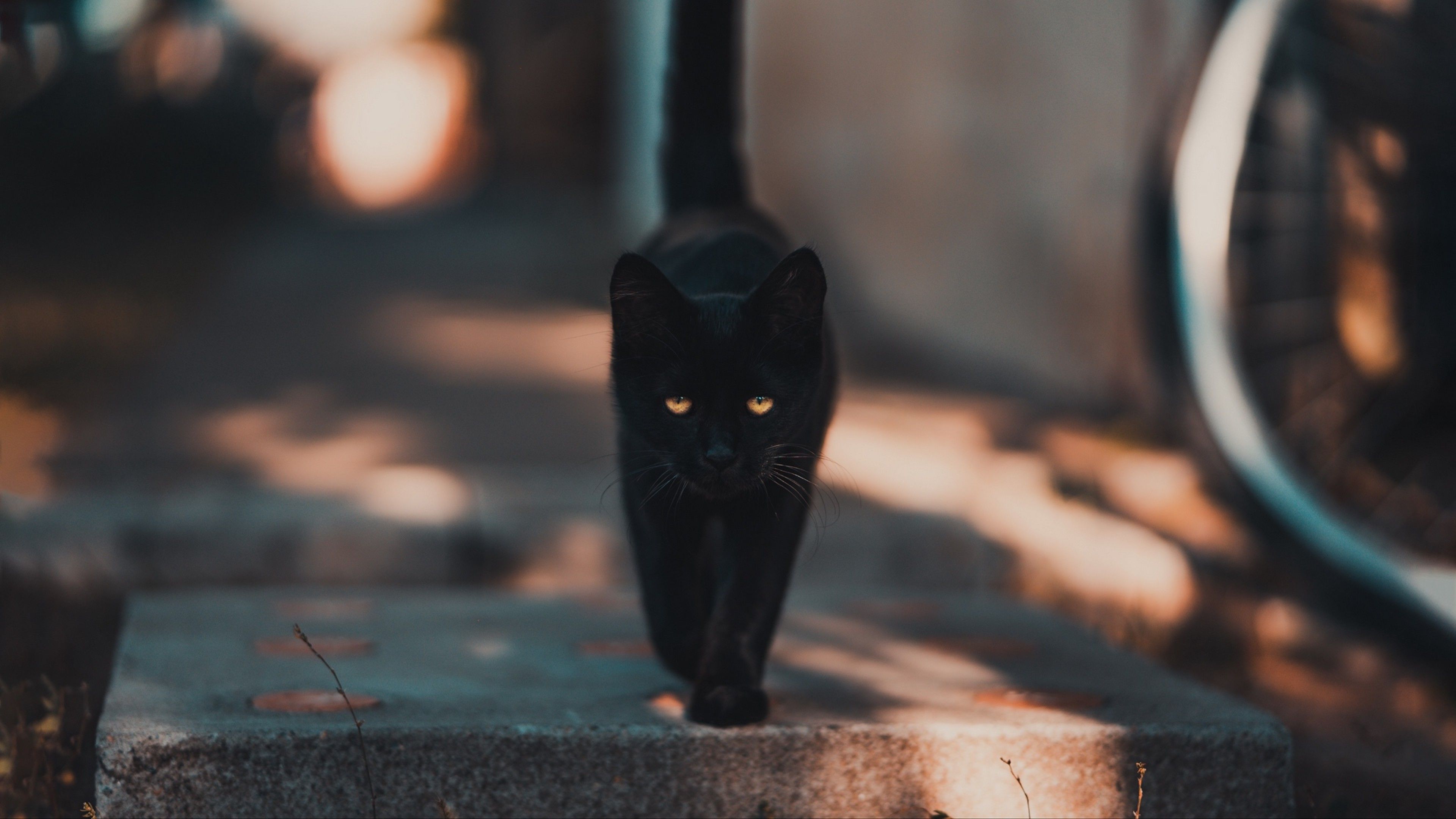 Black cat walking HD Wallpaper 4K Ultra HD Wallpaper