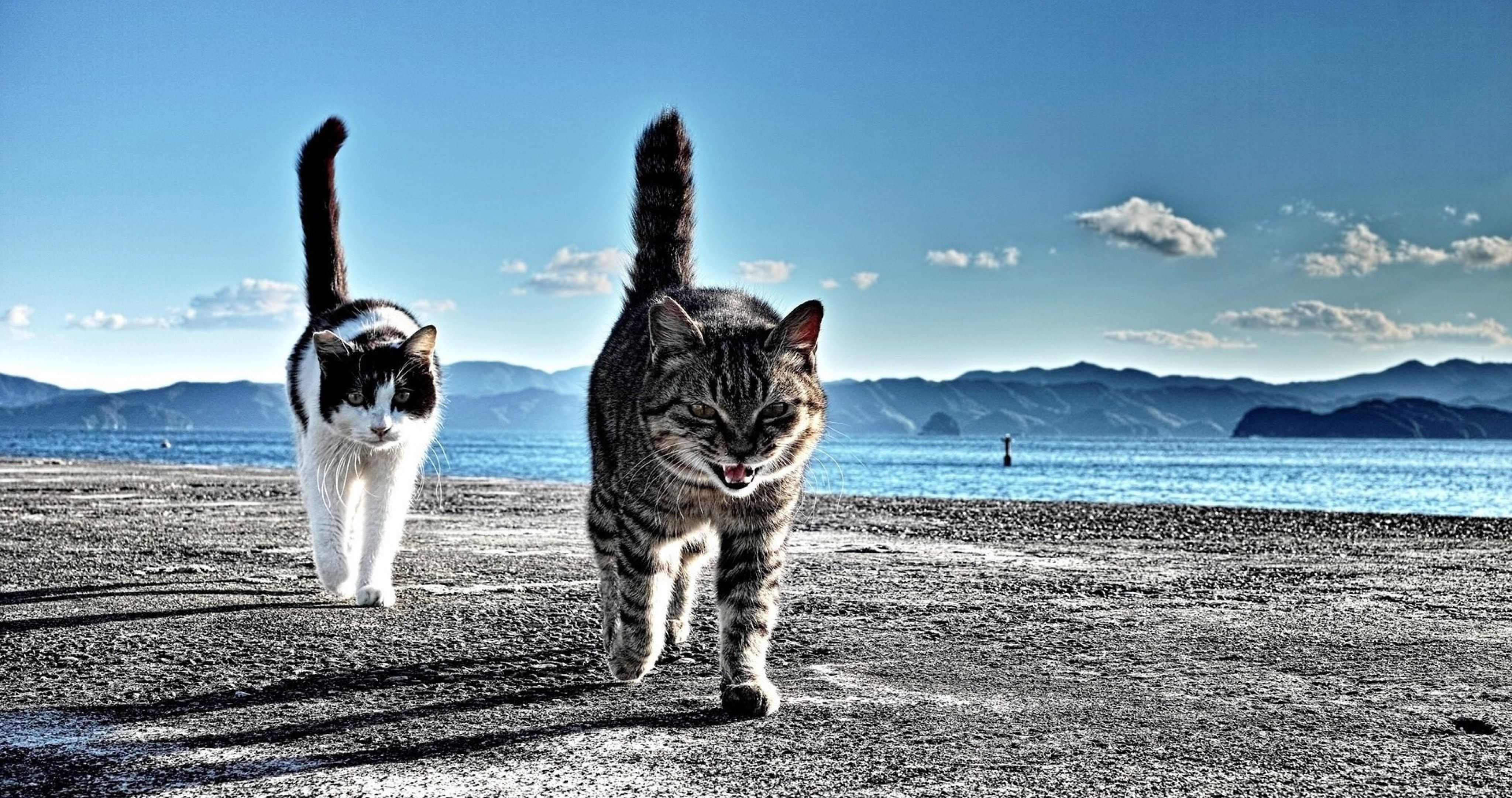 cats on beach 4k ultra HD wallpaper. Cat background, Cats, Cat walk