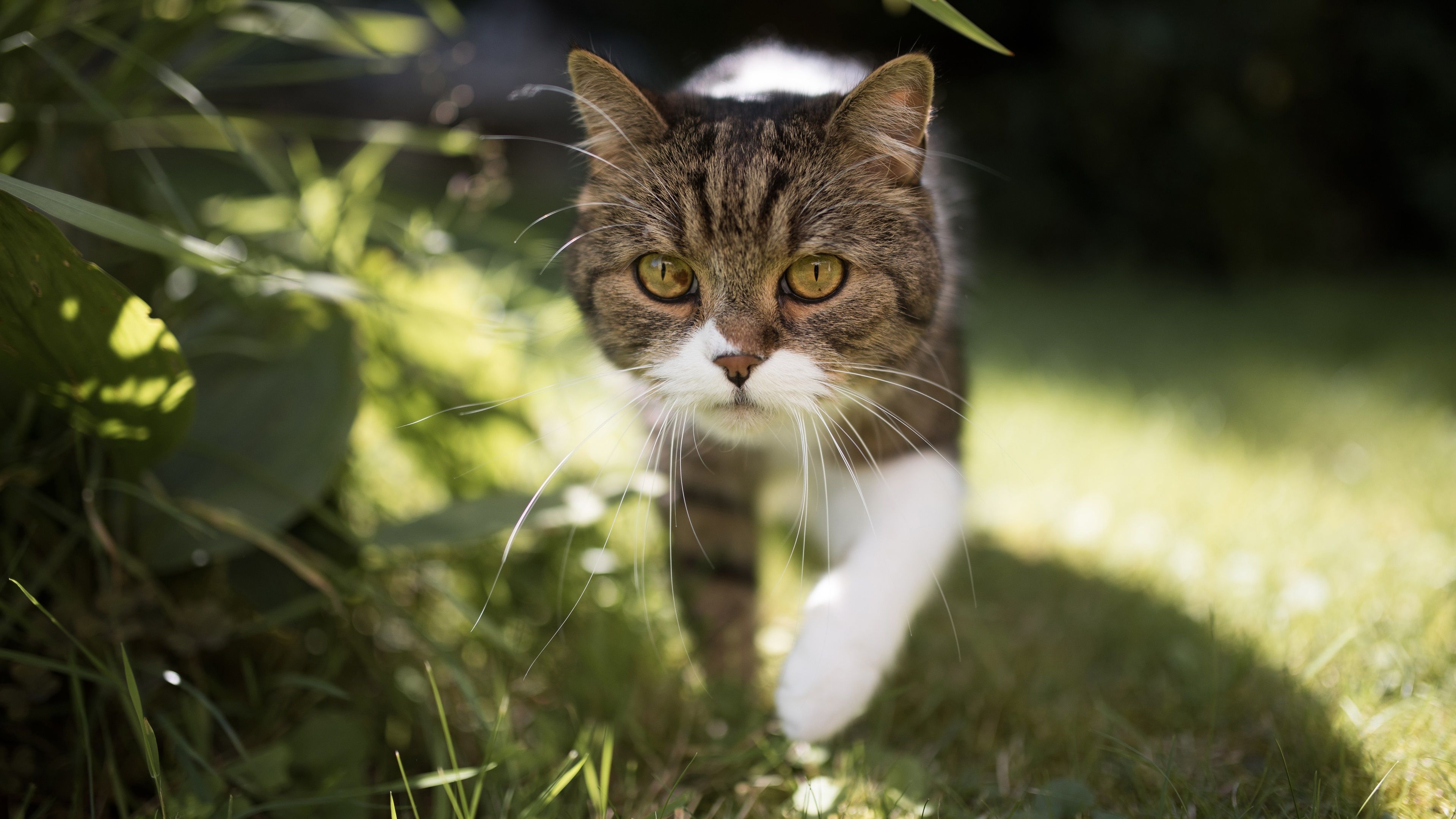 Wallpaper Cat walking in the grass at summer 3840x2160 UHD 4K