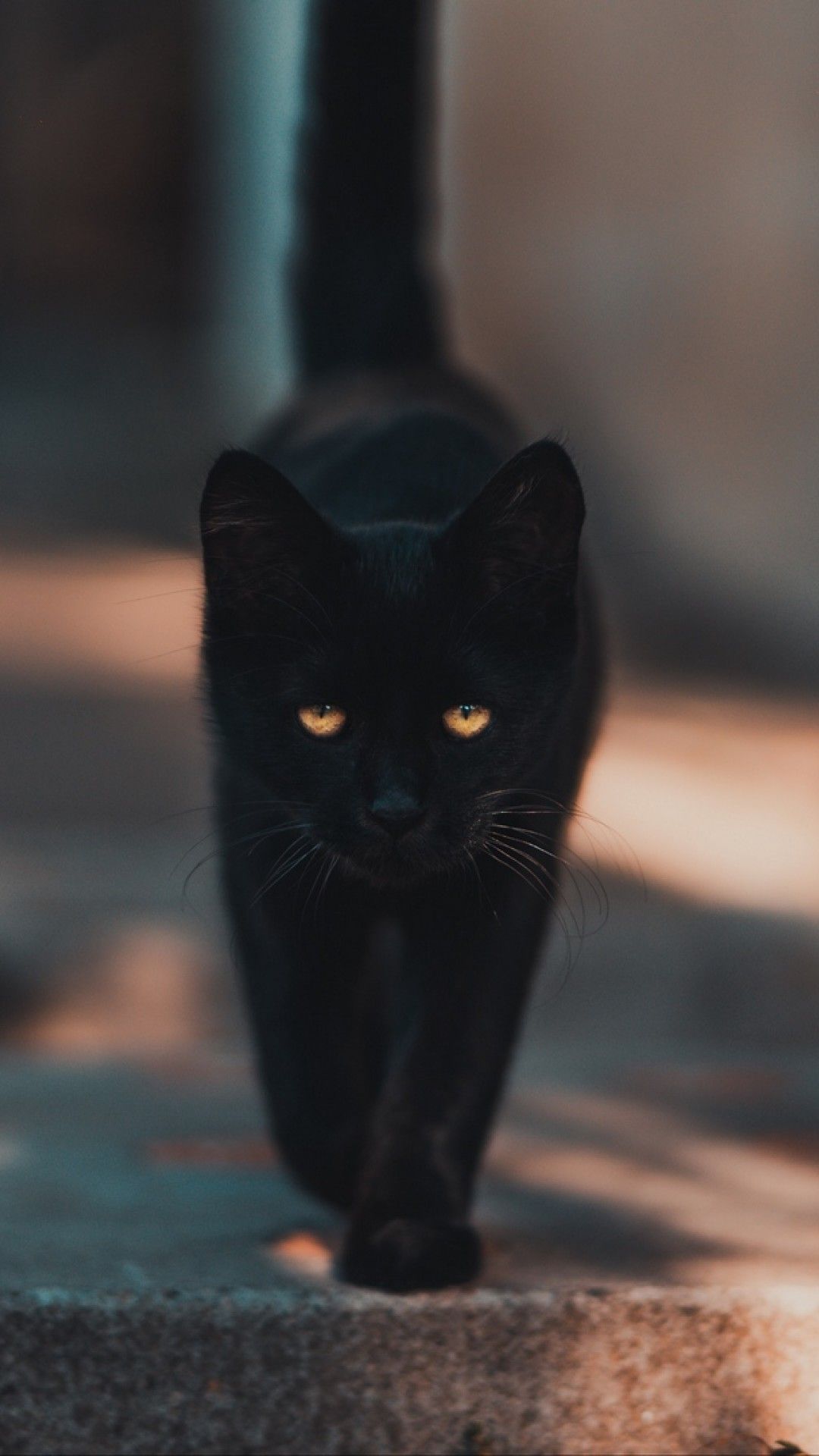 Black cat walking HD Wallpaper iPhone 6 / 6S Plus Wallpaper