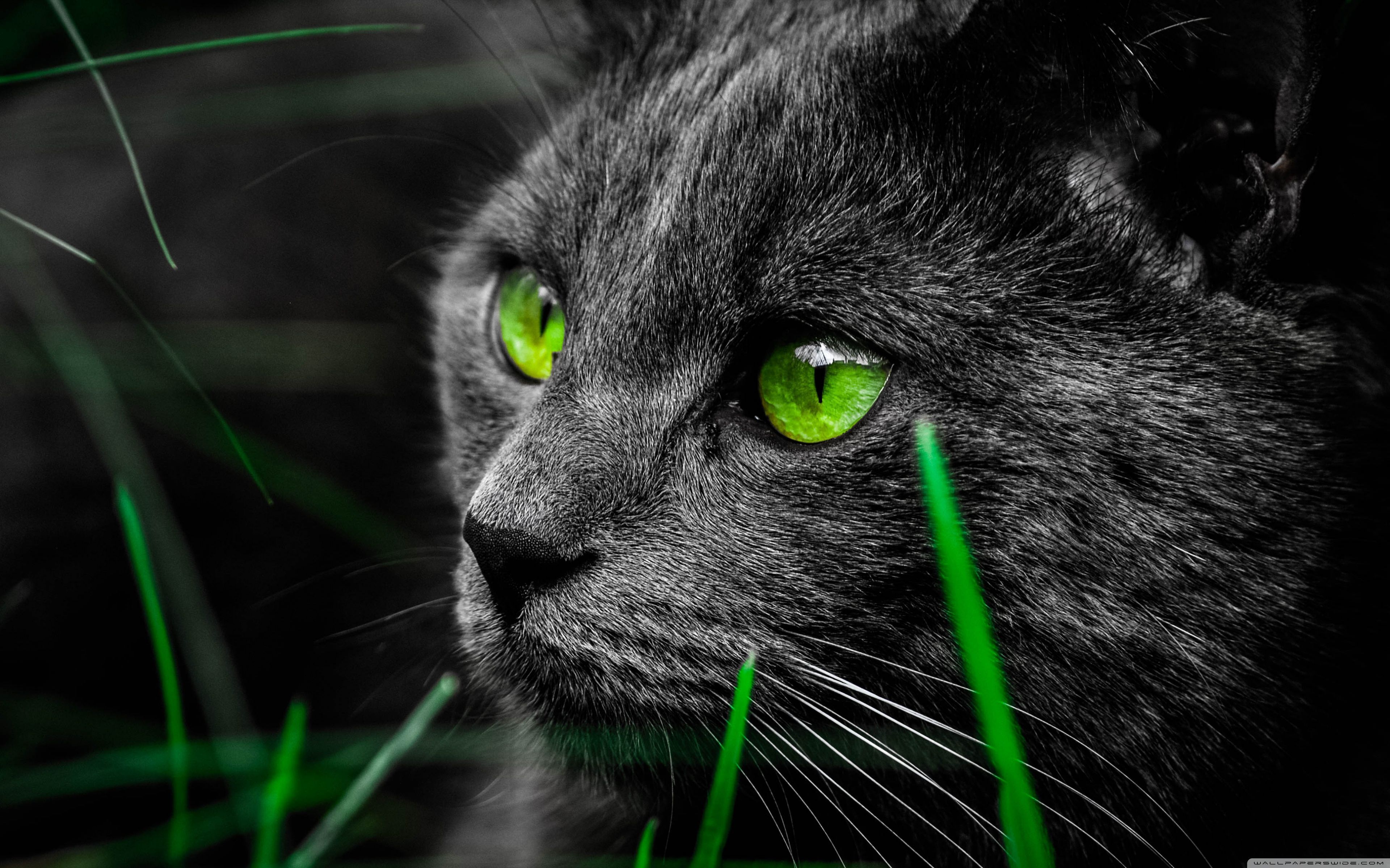 Cat Walking 4k HD Wallpapers Wallpaper Cave