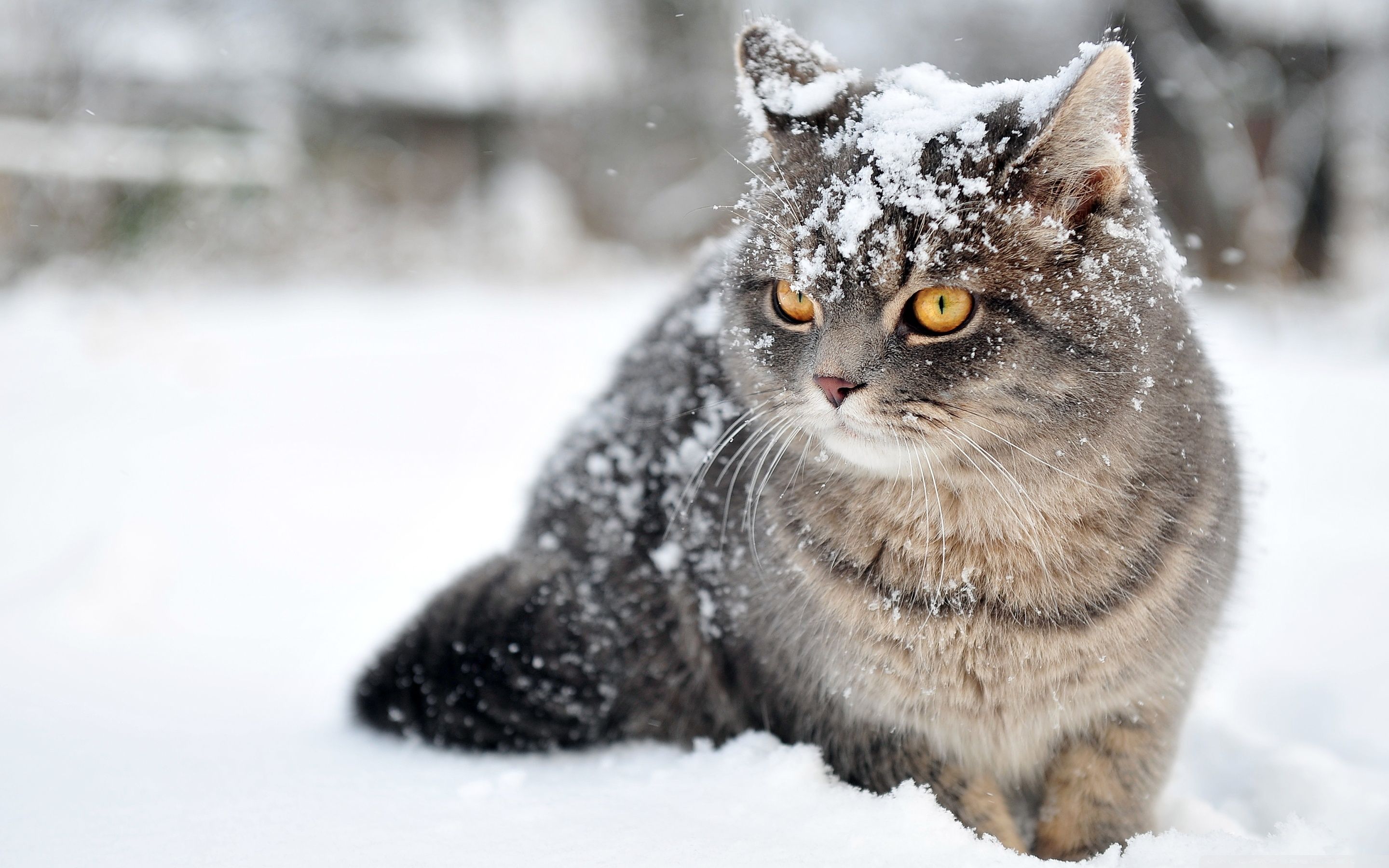 Cute Cats Winter Wallpapers Wallpaper Cave Cute Cats Winter Wallpapers Wallpaper Cave