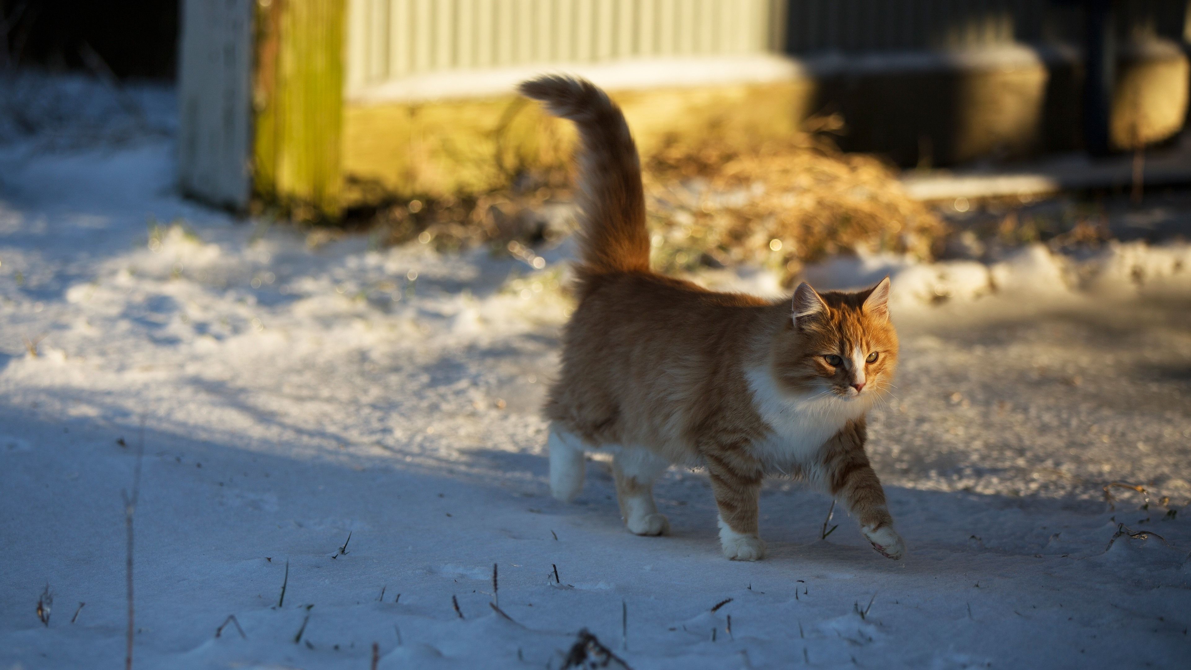 Wallpaper Cat walking in the snow, winter 3840x2160 UHD 4K Picture