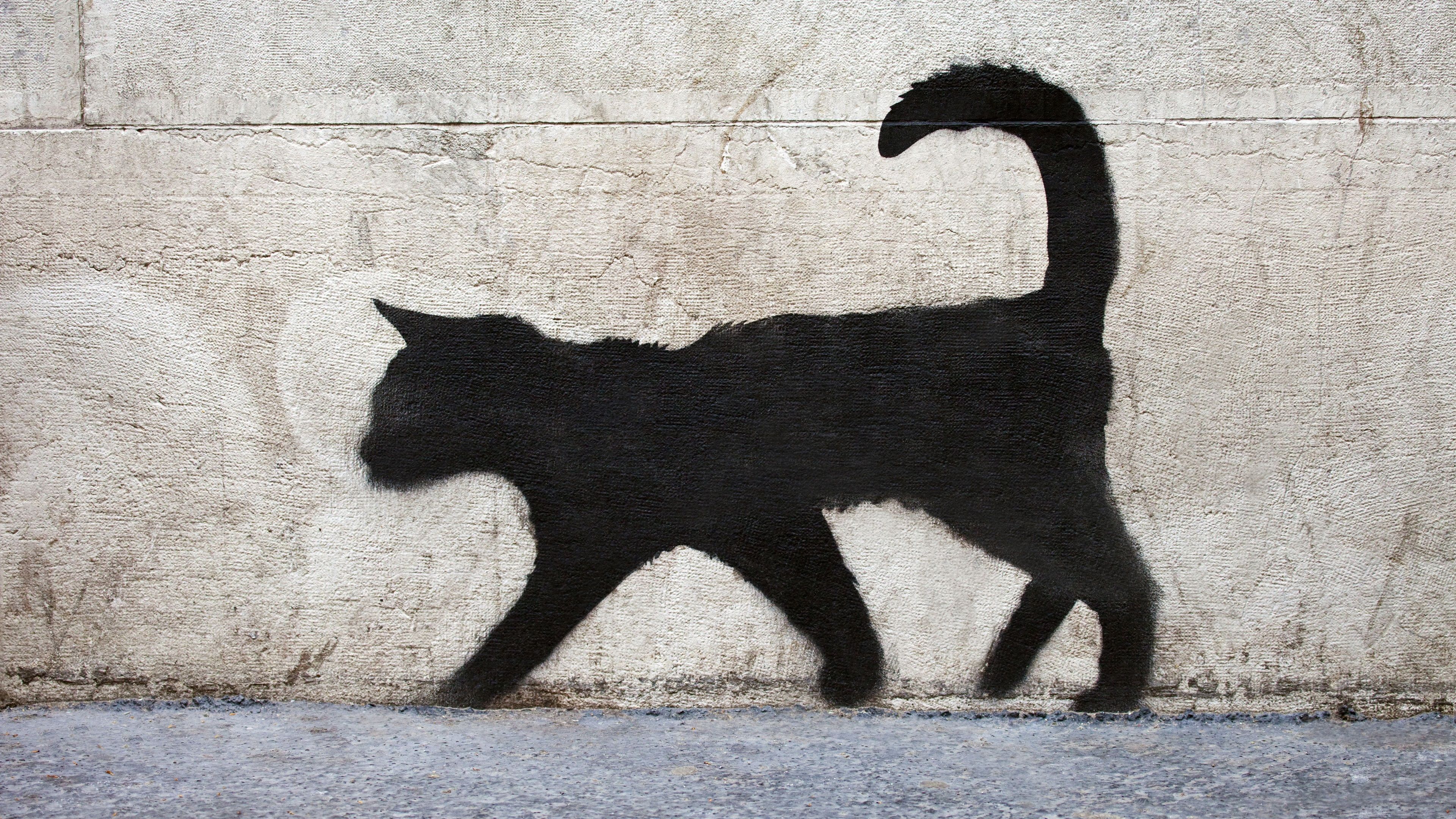 Wallpaper Black cat walk, graffiti, wall 3840x2160 UHD 4K Picture