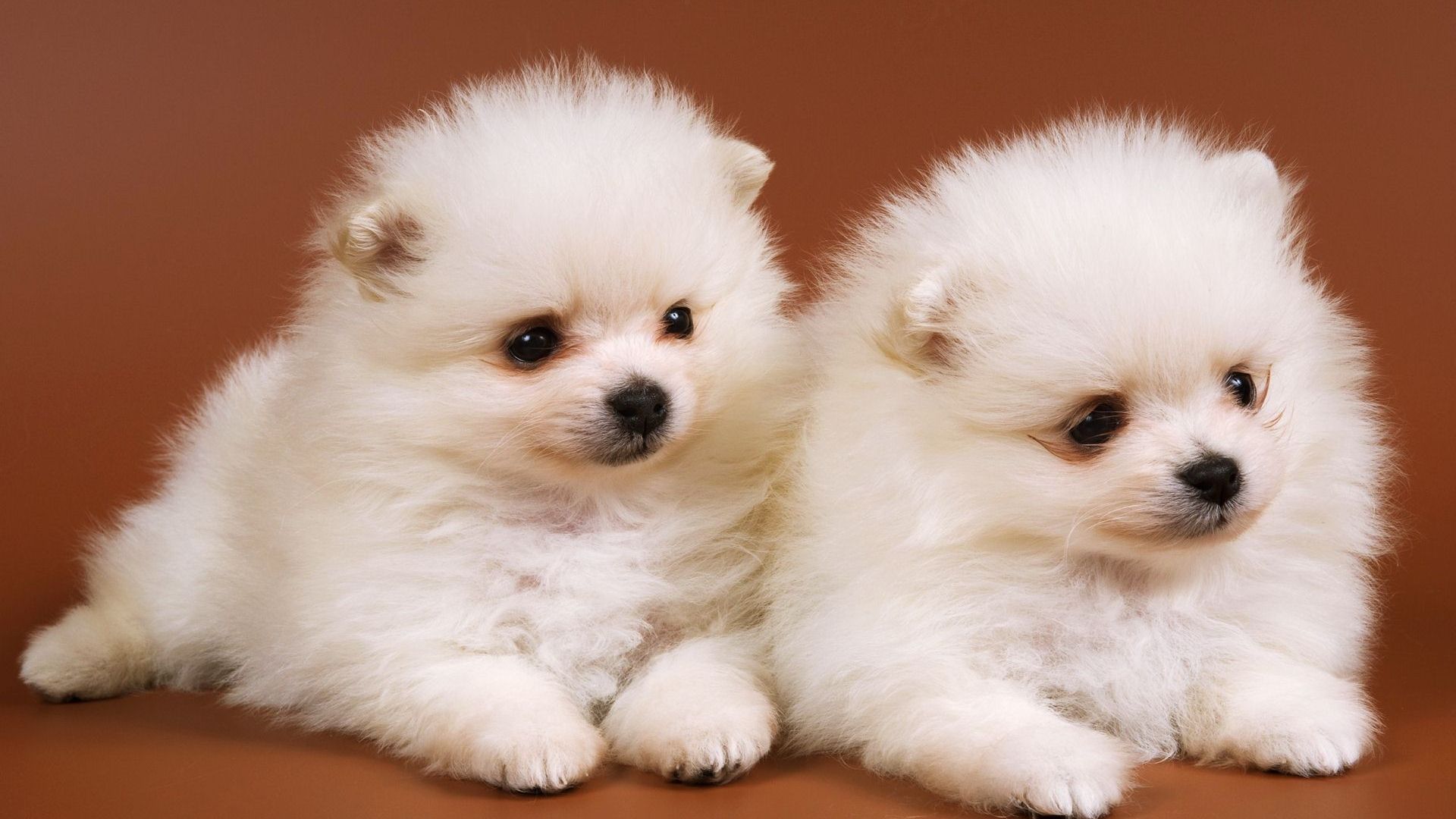 Free download Cute Baby Dog Wallpaper Litle Pups [1920x1200]