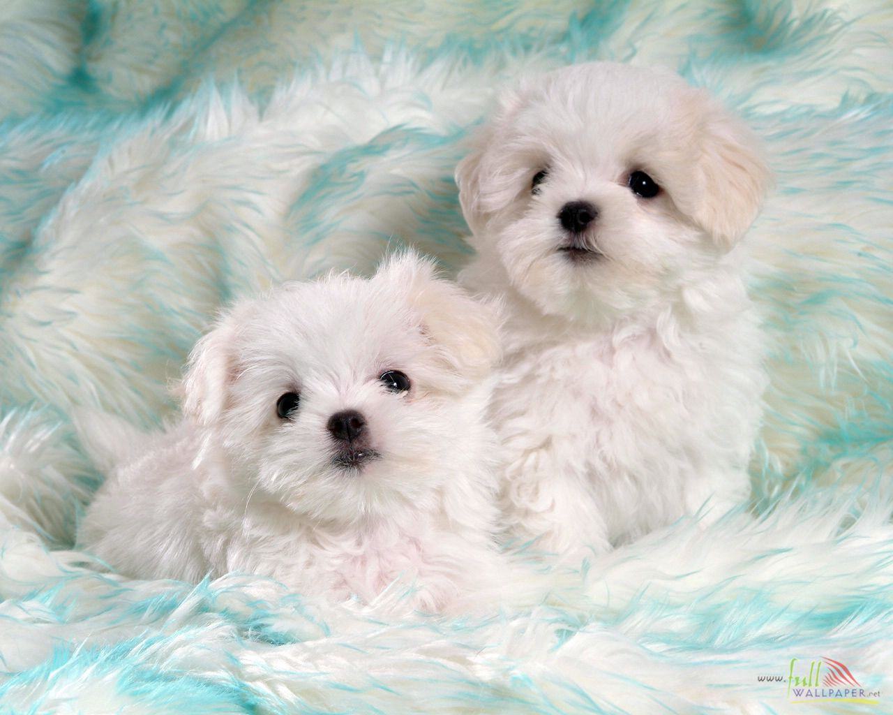 White Baby Dog Wallpaper Wallpaper Of Puppies
