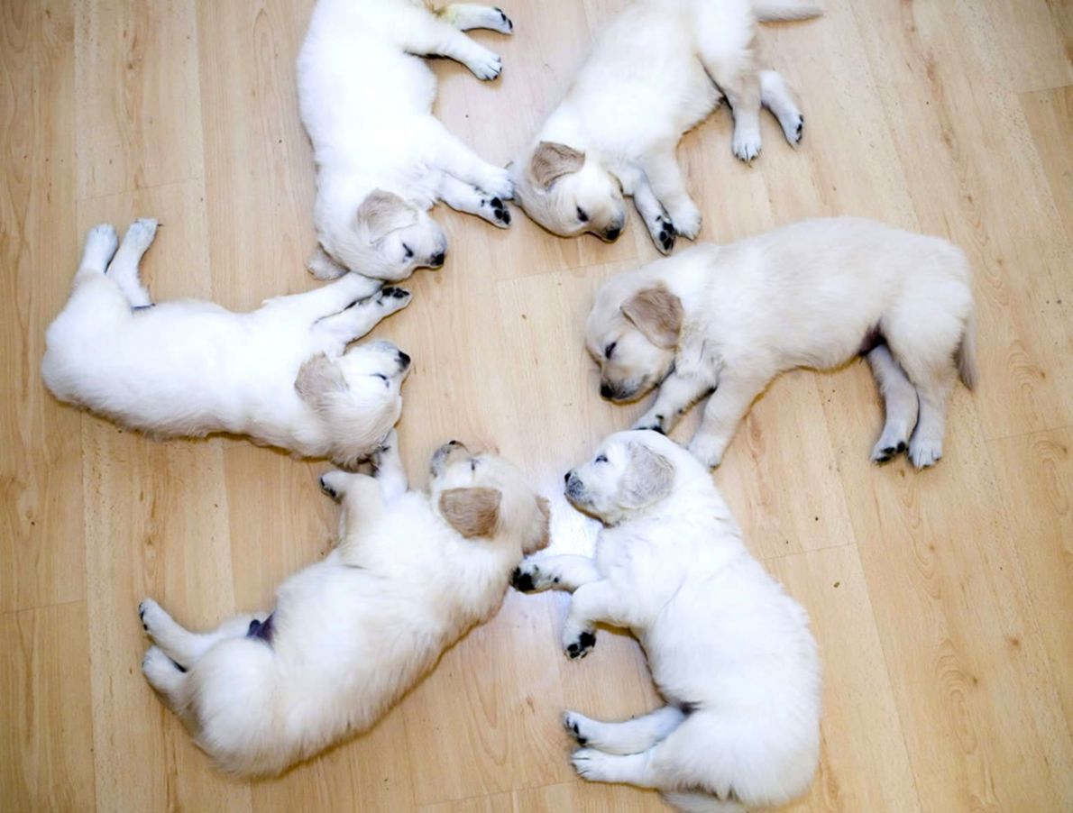 Cute Baby Dogs Wallpaper