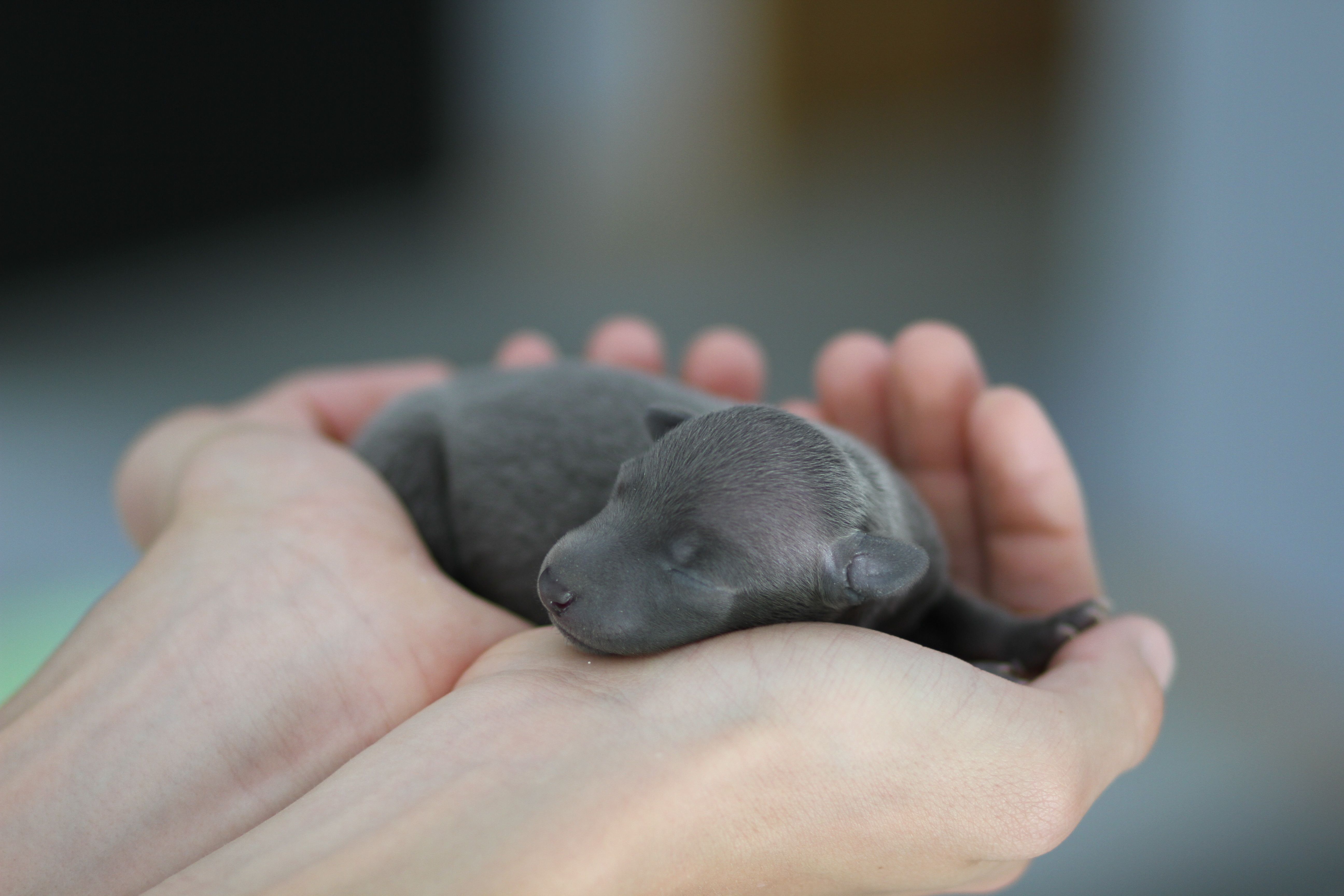 Cute Puppy Newborn Baby Dog Sleep Hand Mammal Wallpaper