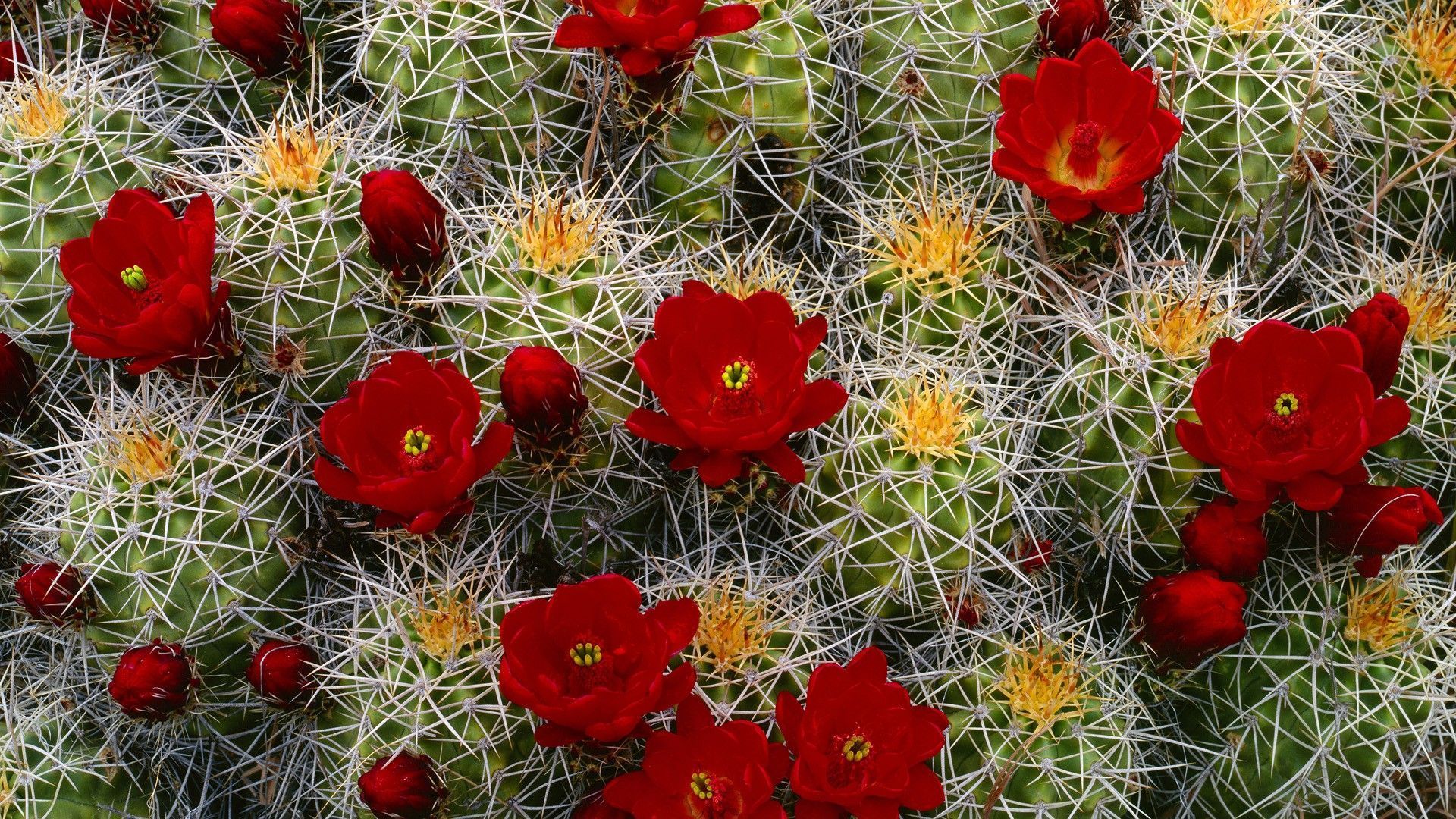 how to flower a cactus #Cactusflower. Cactus flower in 2019