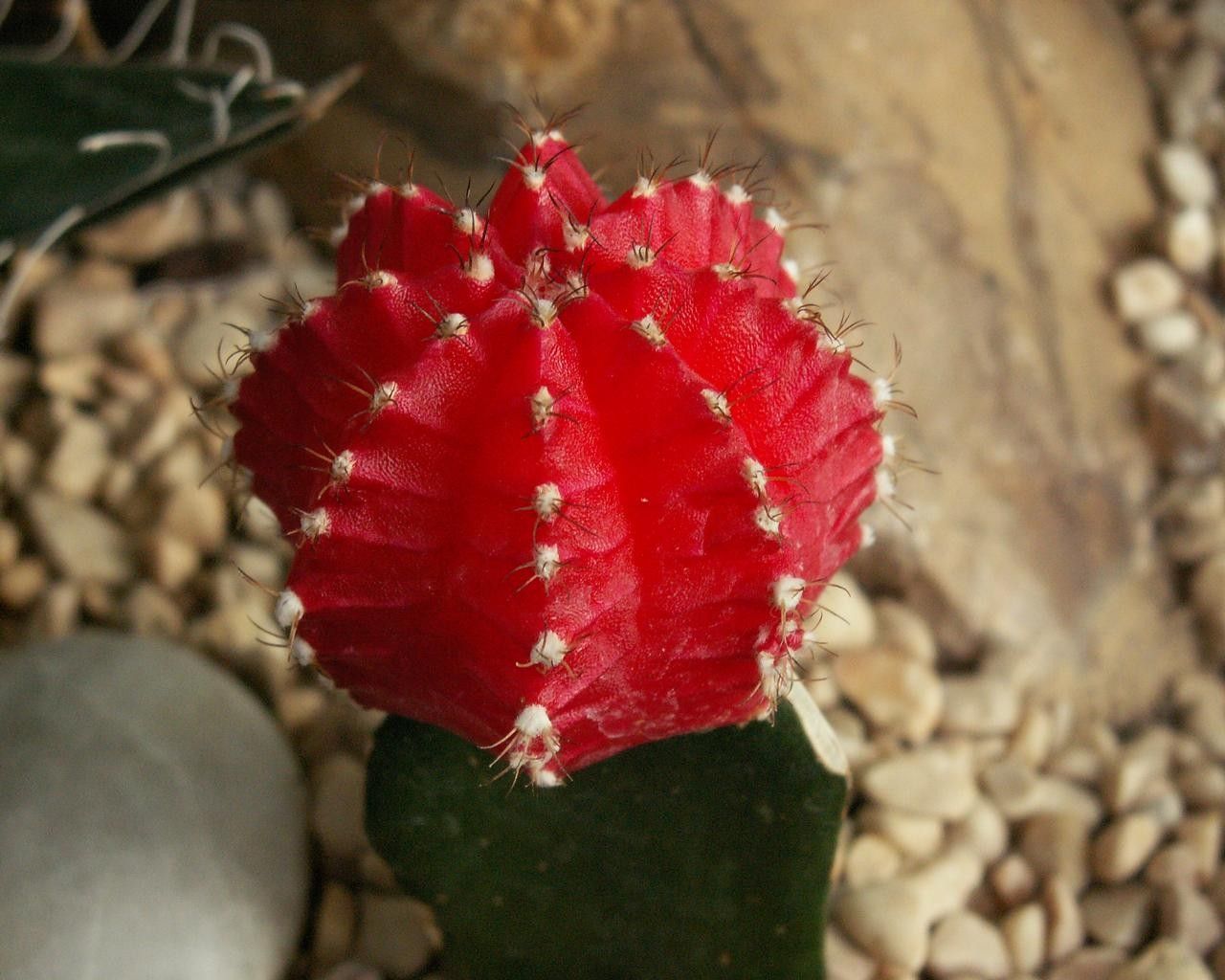 Red Cactus Flowers Nature Flower New HD Wallpaper