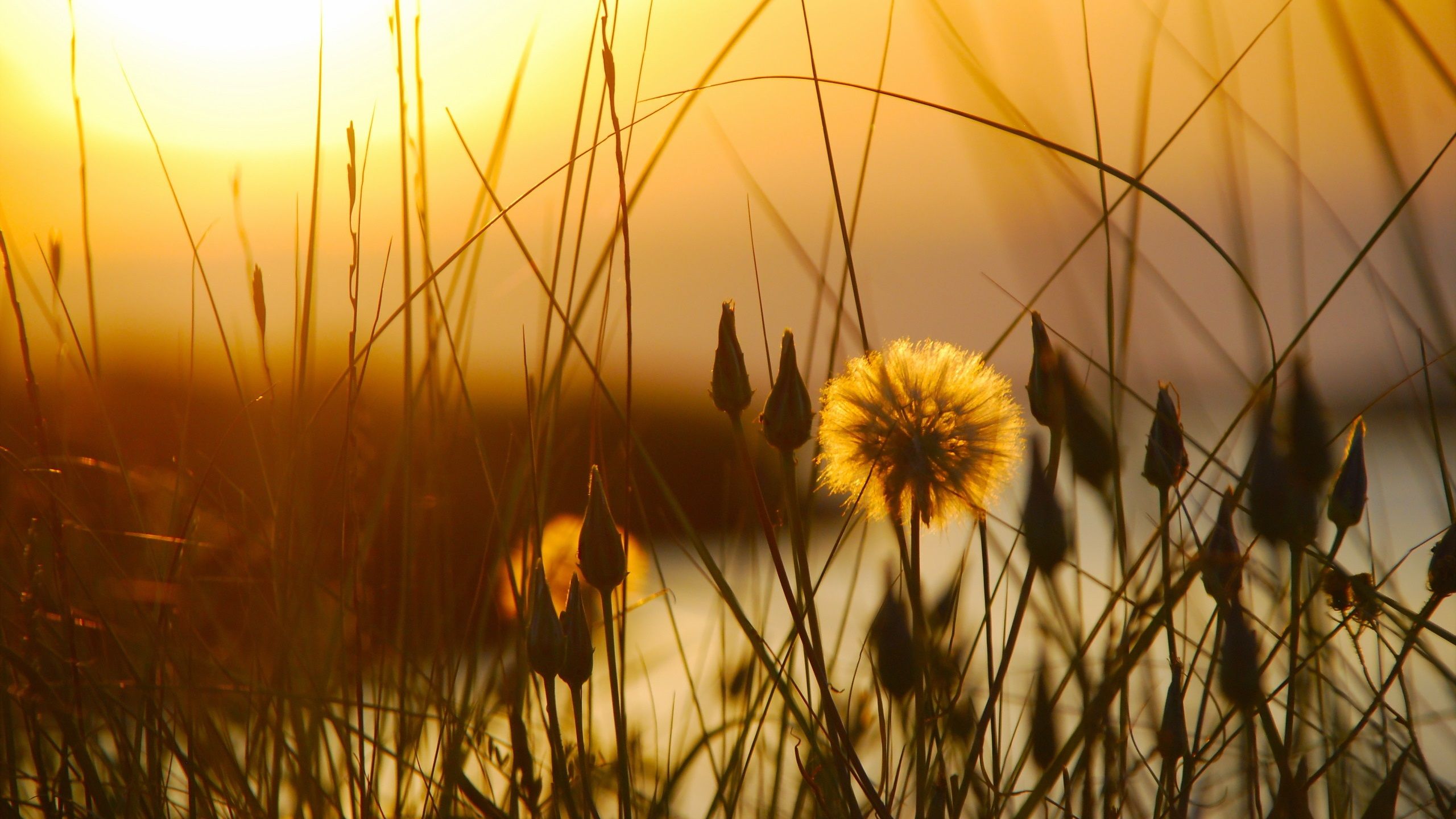 Sunset, Grass, Flower, Dusk, Early Summer 750x1334 IPhone 8 7 6 6S Wallpaper, Background, Picture, Image