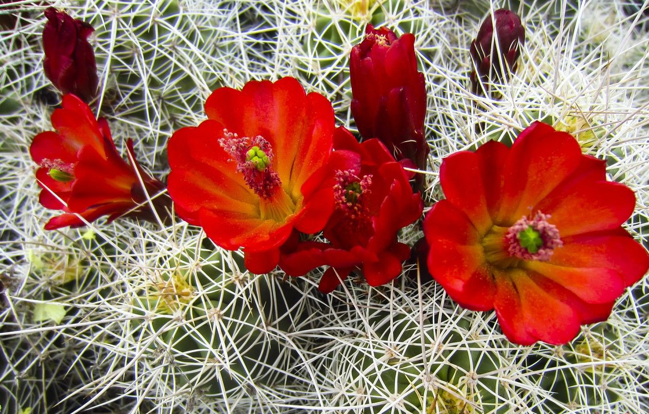 Wallpaper flowers, flowers, red, cactus, Cactus, red image