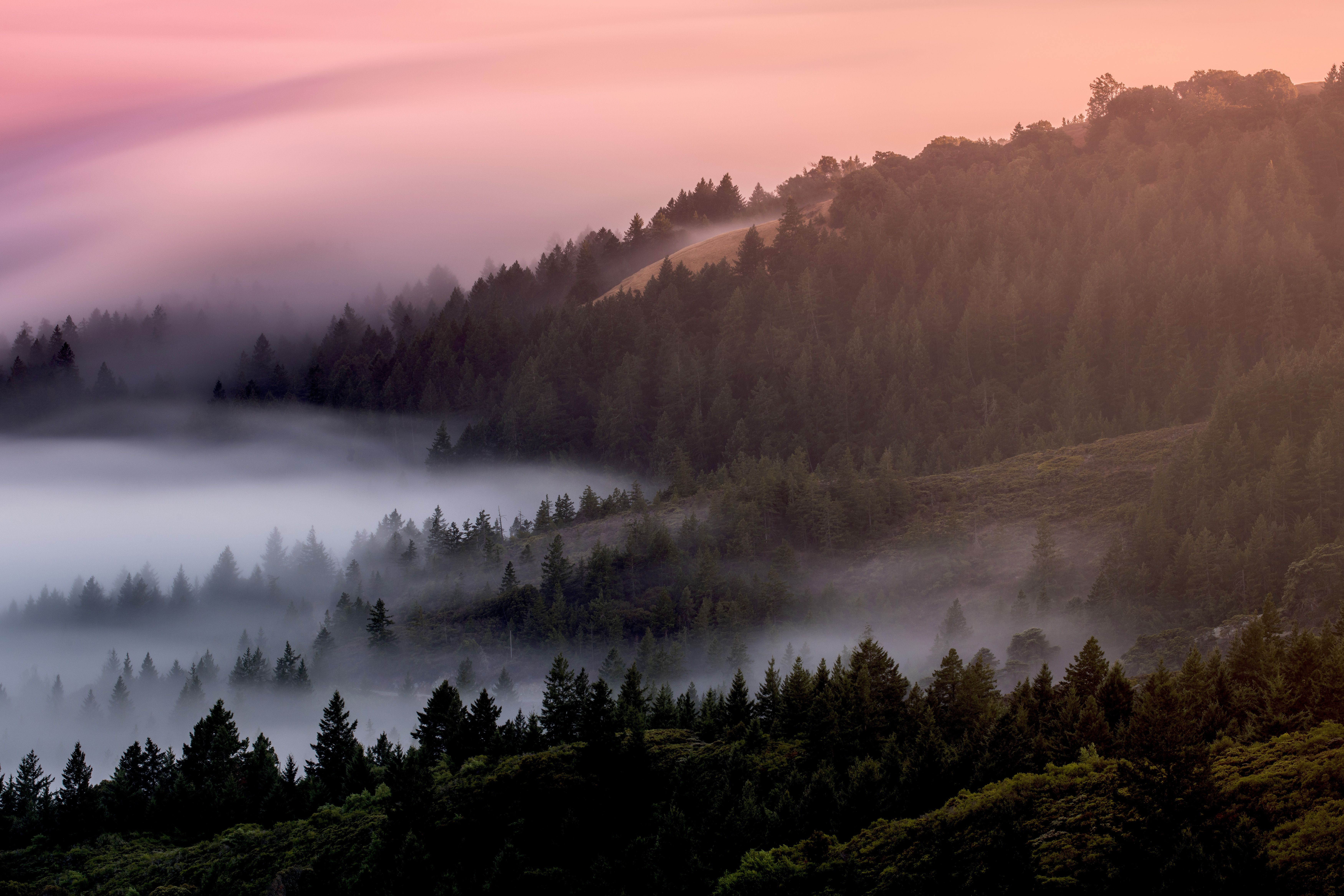 Wallpaper Forest, Morning, Foggy, Misty, Mountain, Blue hour, 4K