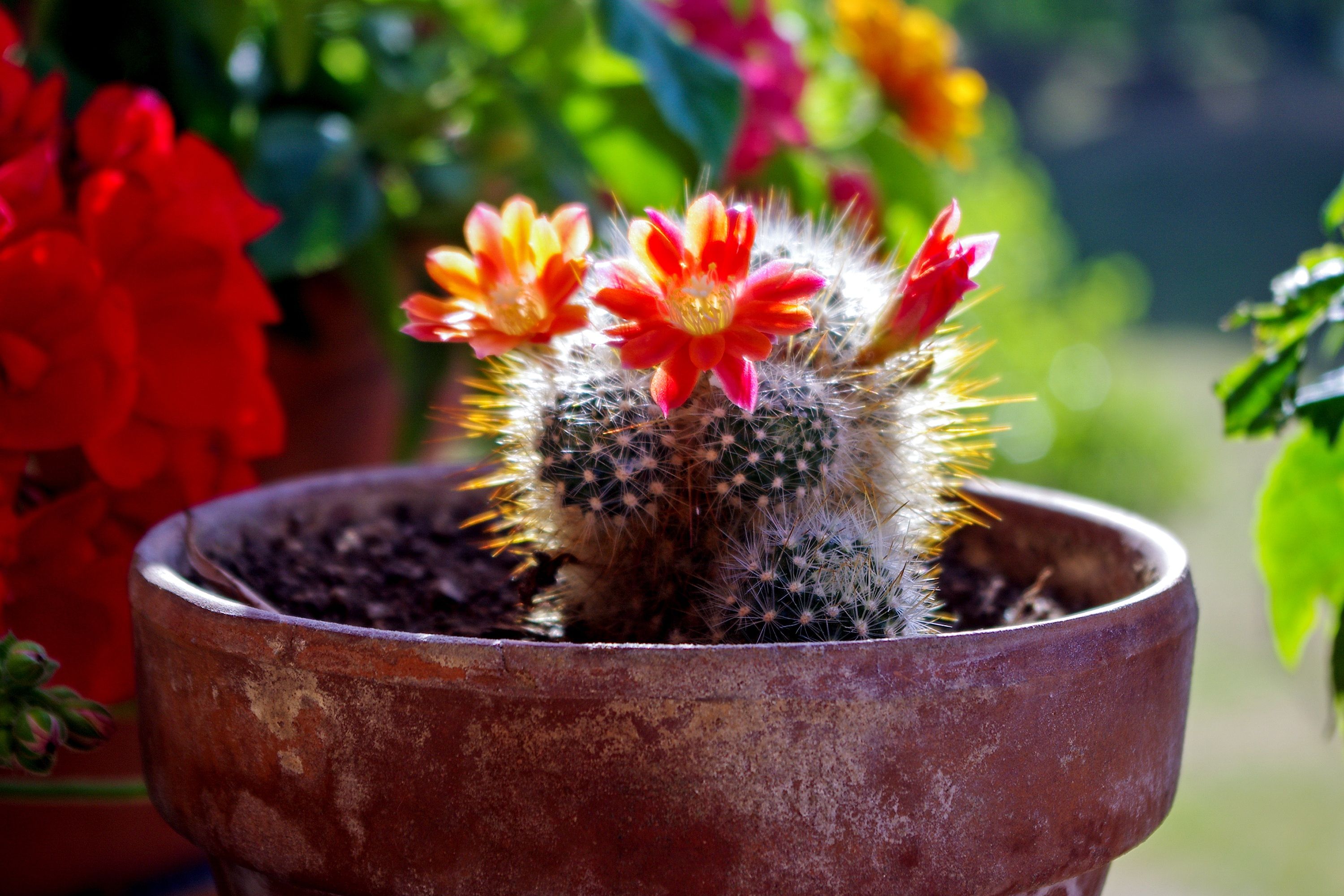 Cactus Flower HD