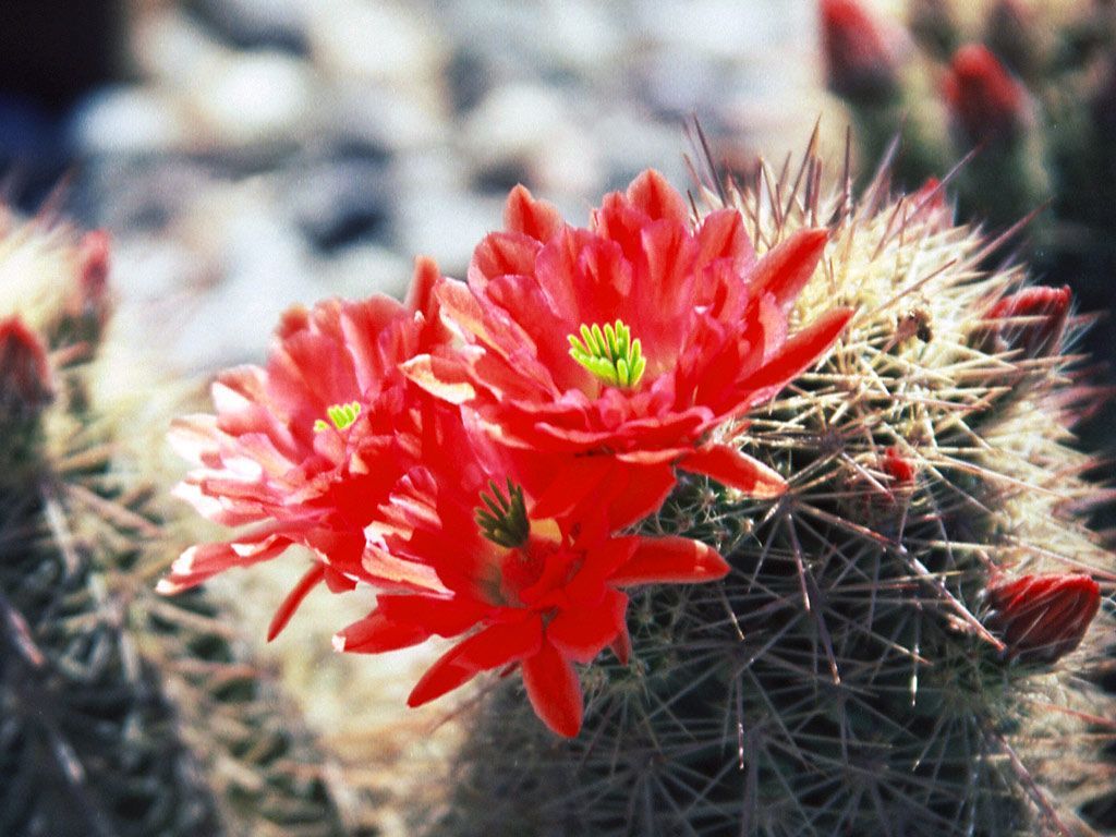 Az flowers. HD Wallpaper: 1024x768 Flowers red cactus flower