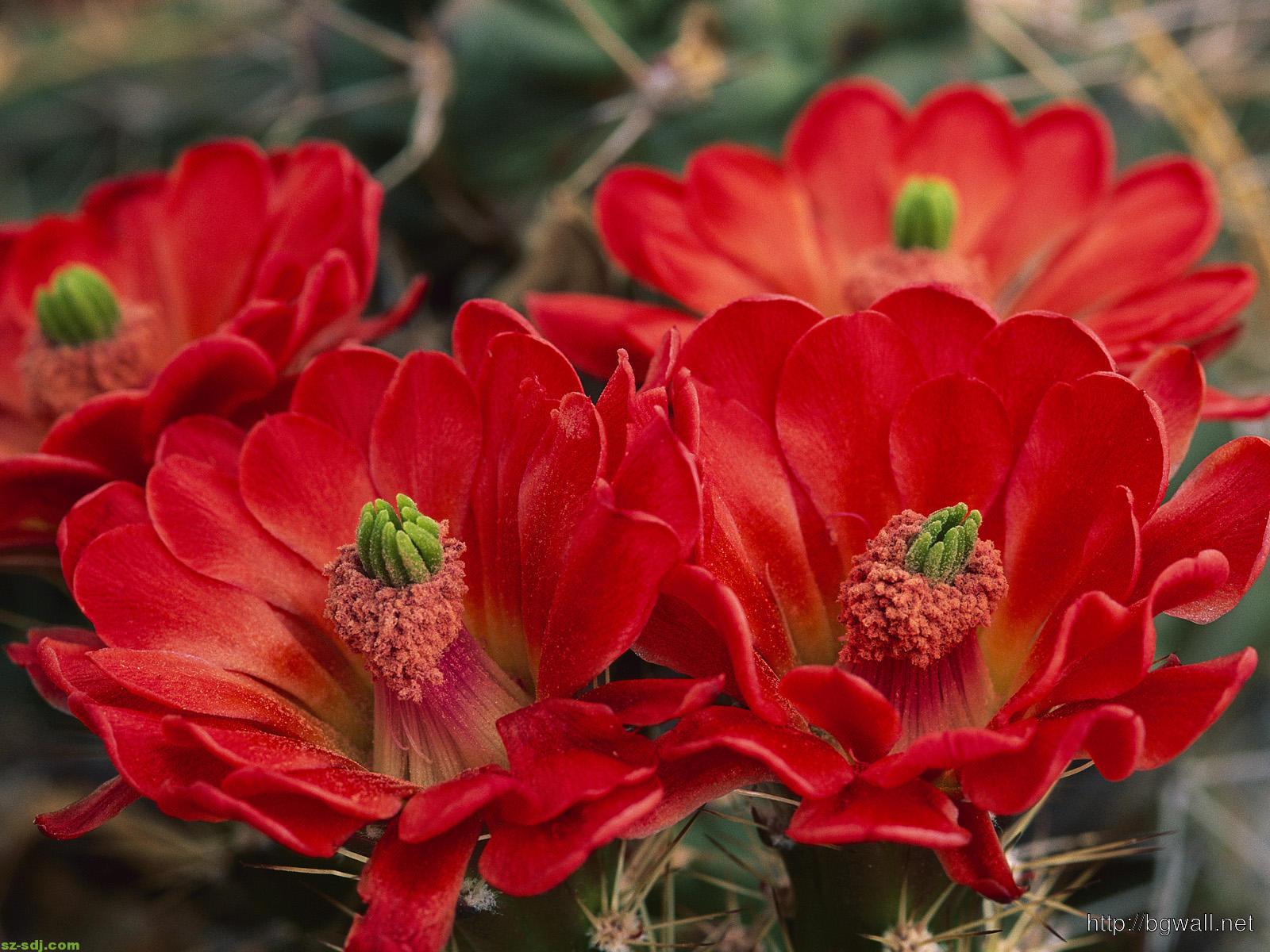 Cactus Red Flower Wallpaper Computer