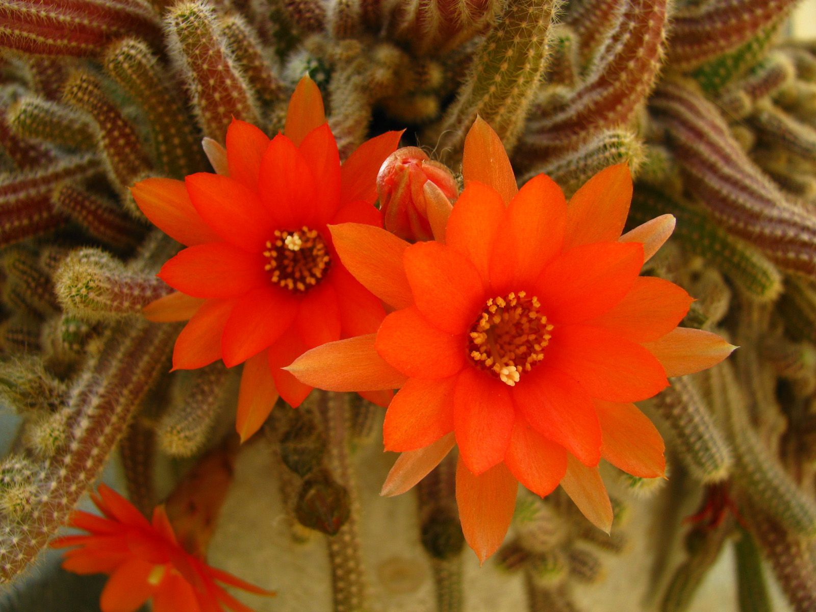 nature flowers cactus flowers / Wallbase.cc