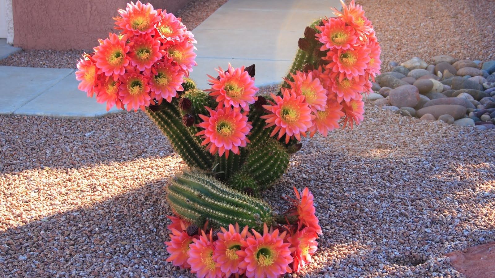 Free download christmas cactus flower wallpaperchristmas cactus