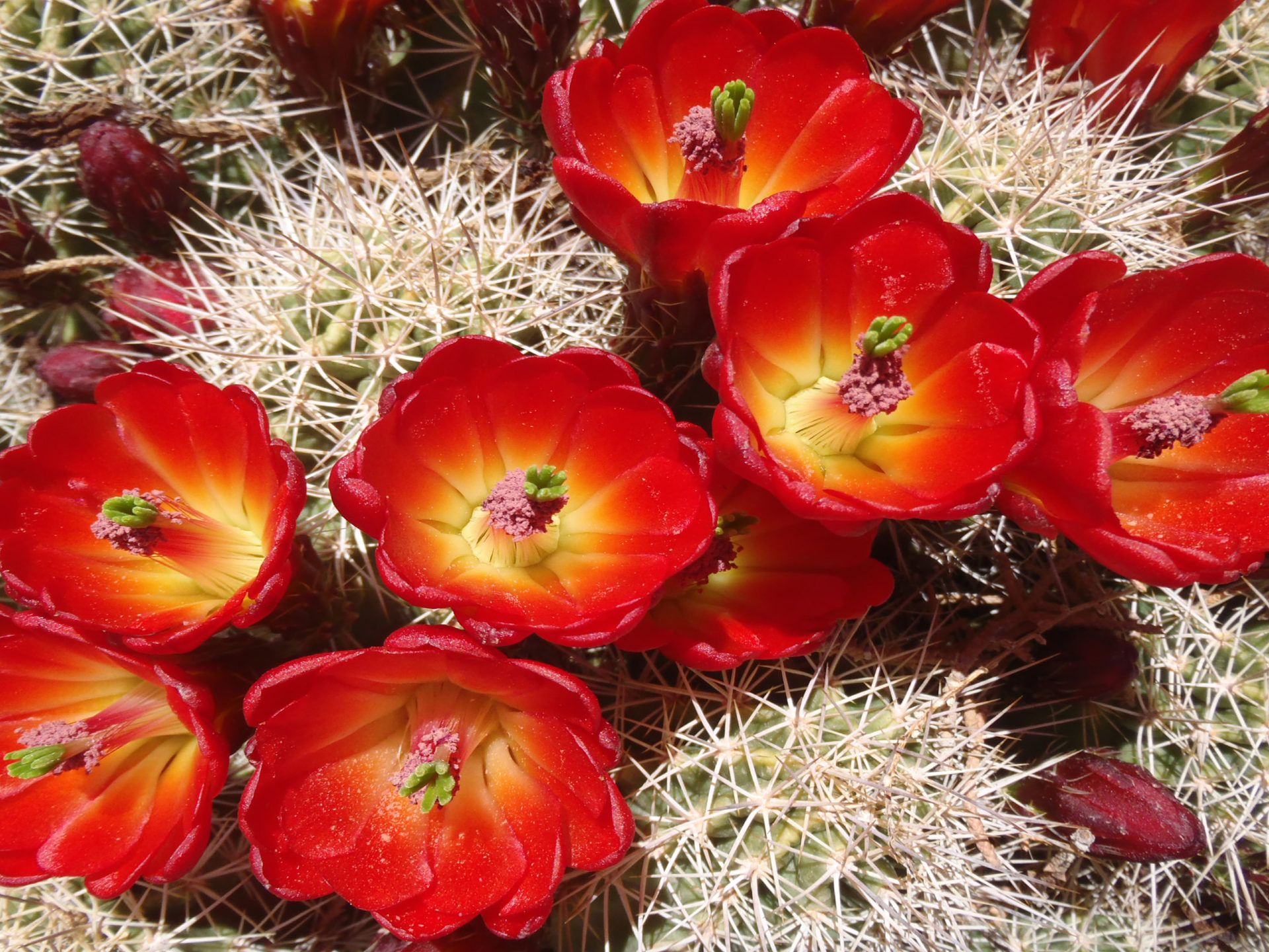 Cactus Beautiful Desert Red Flowers Garden Plants In Arizona
