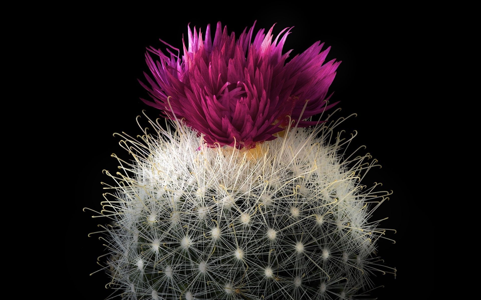 Wallpaper Cactus, red flower, barb, black background 2560x1600 HD