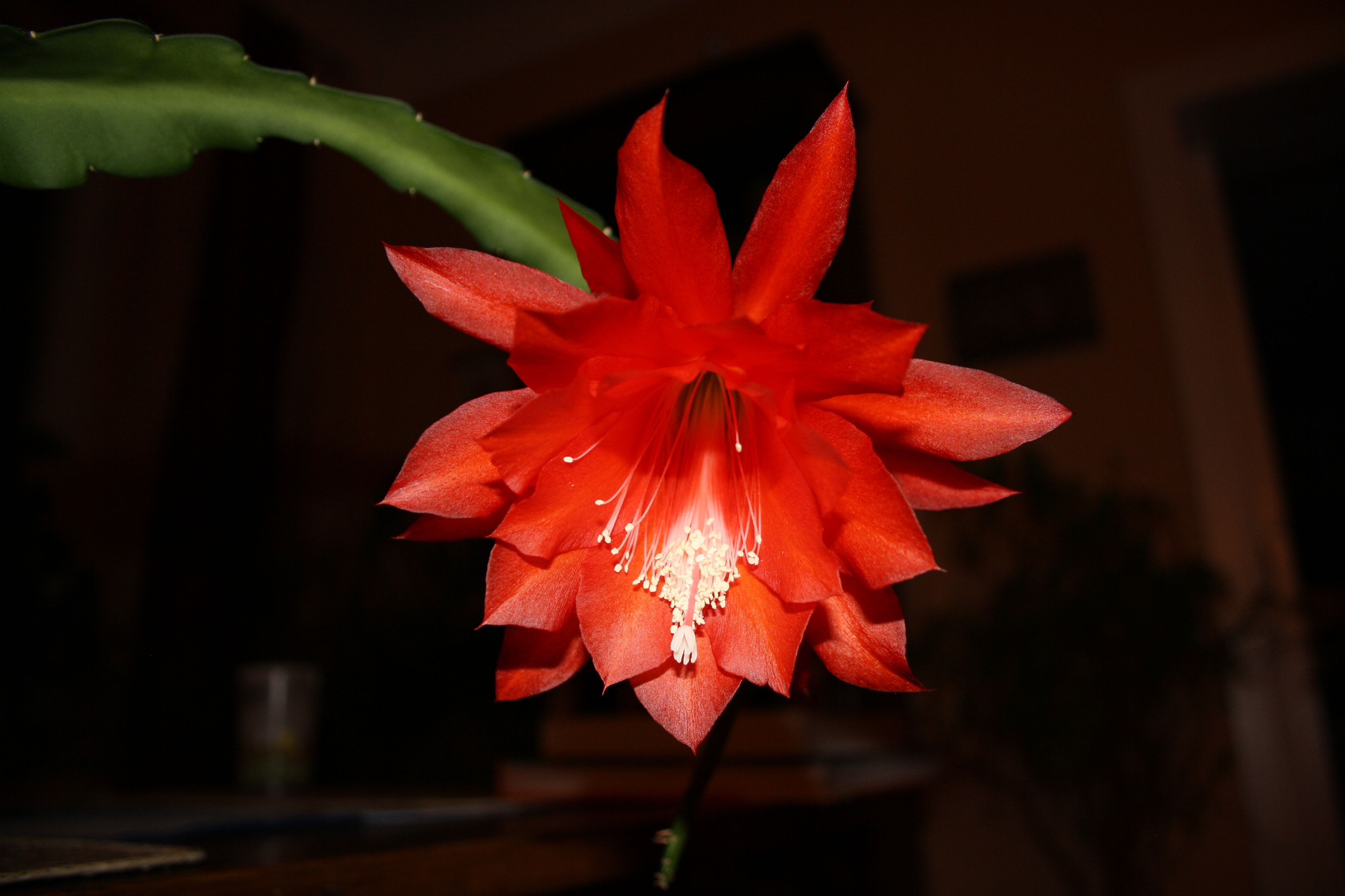 Free photo: Red cactus flowers, Cactus, Flower