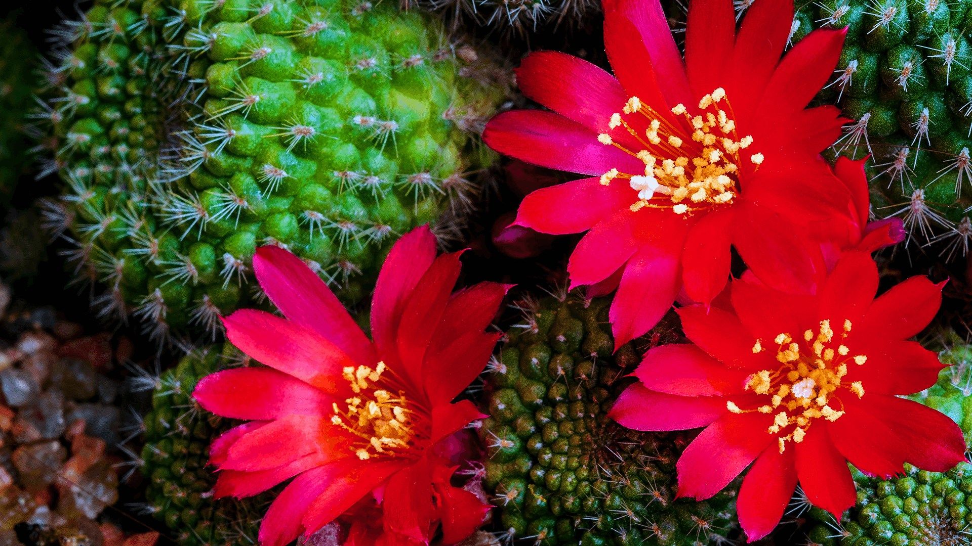 Red flower cactus plant