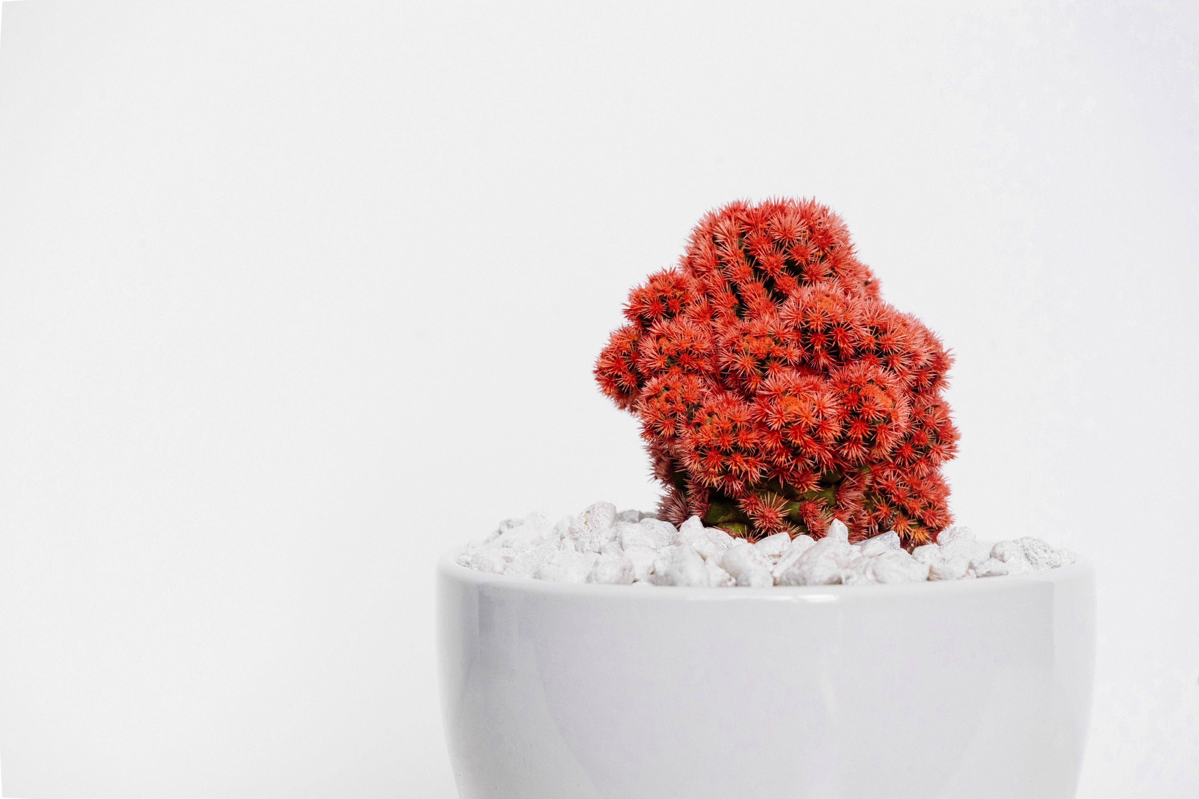 unique house plant with red spices in a white potterred cactus gem
