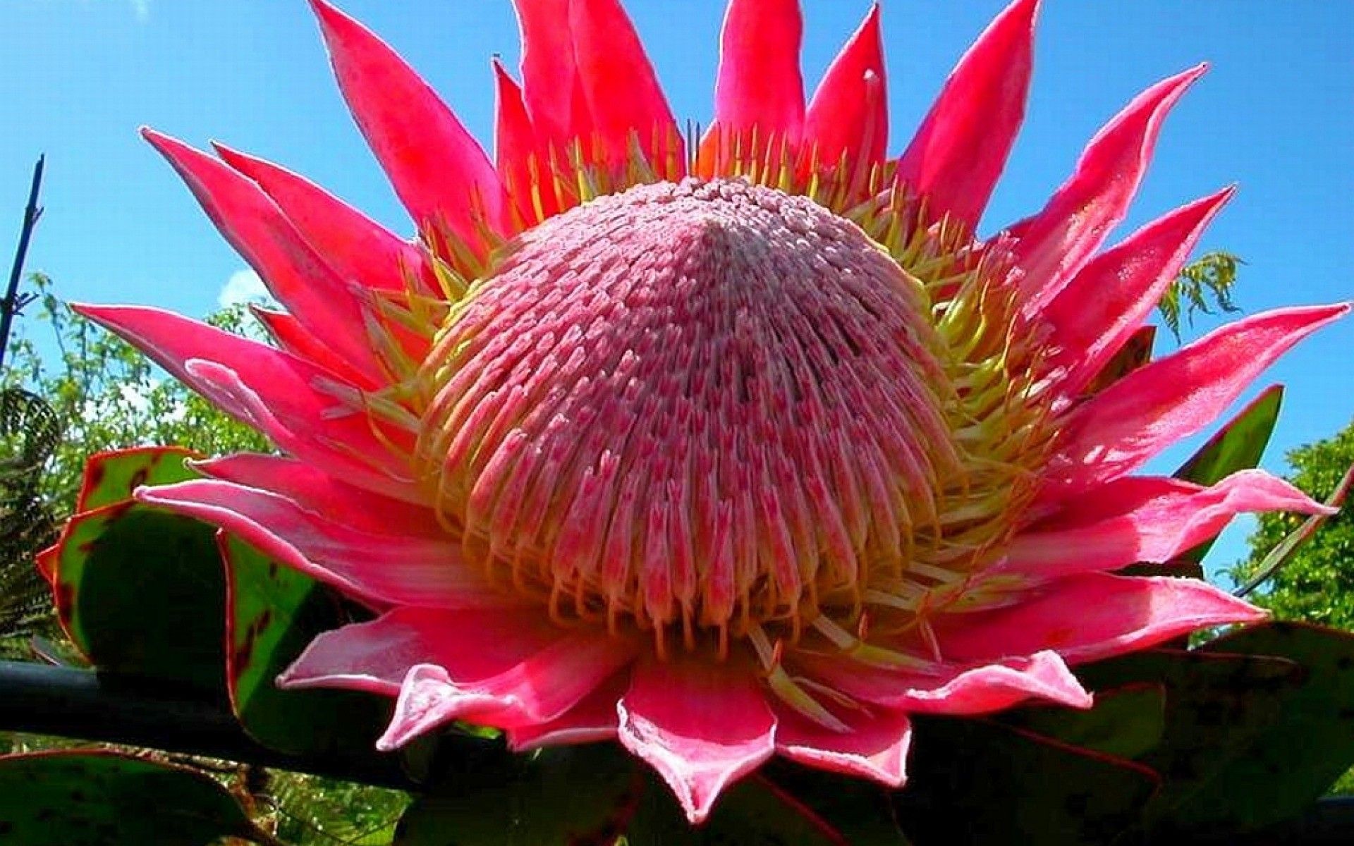 Free download Pink flower of the cactus wallpaper and image