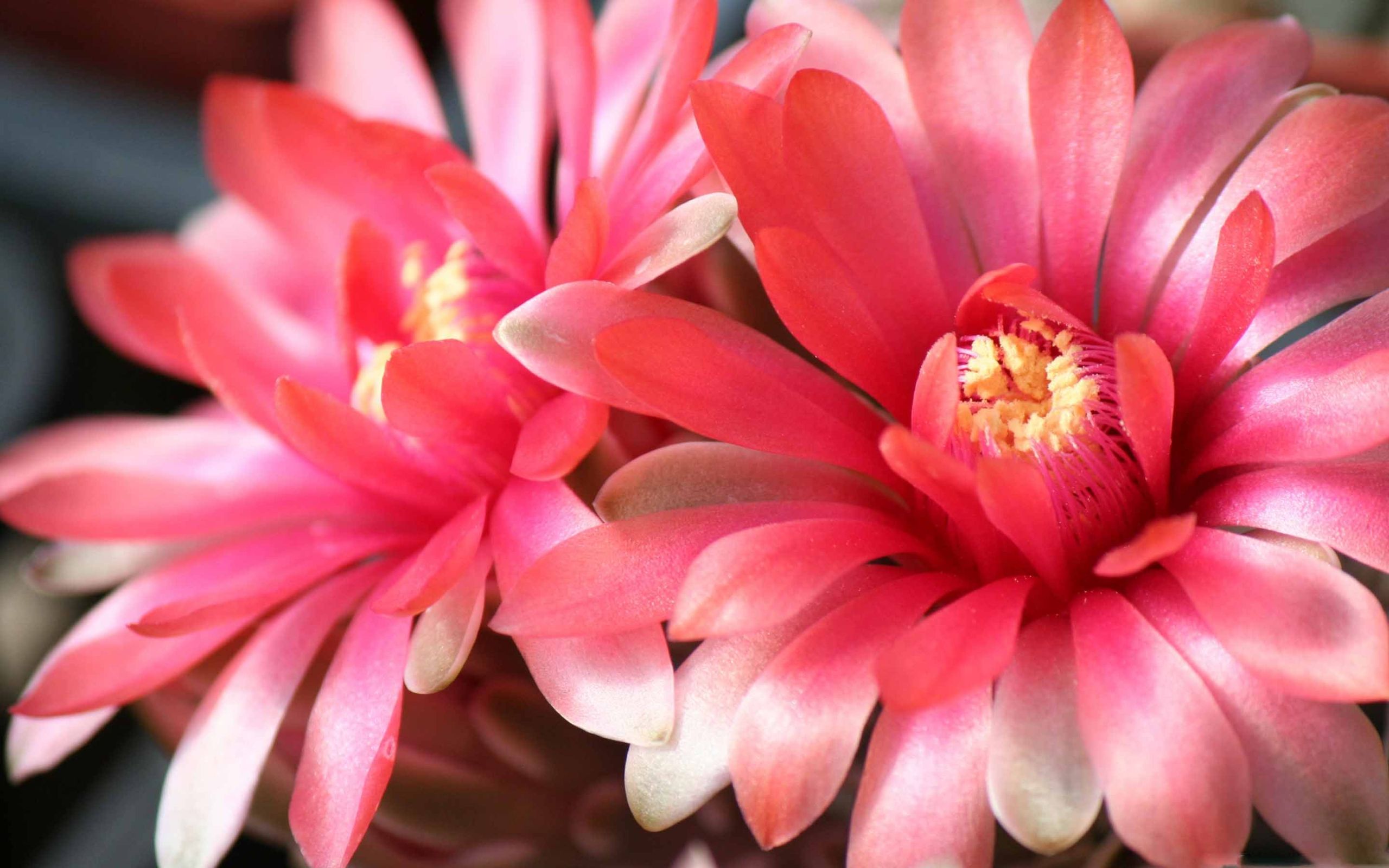 Two Beautiful Cactus Flowers Mac Wallpaper Download