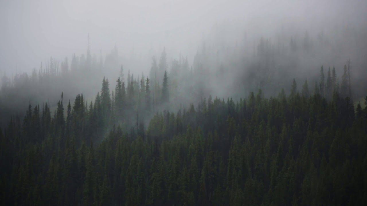 Misty Mountain Trees. A 60 minute screensaver. NO Sound