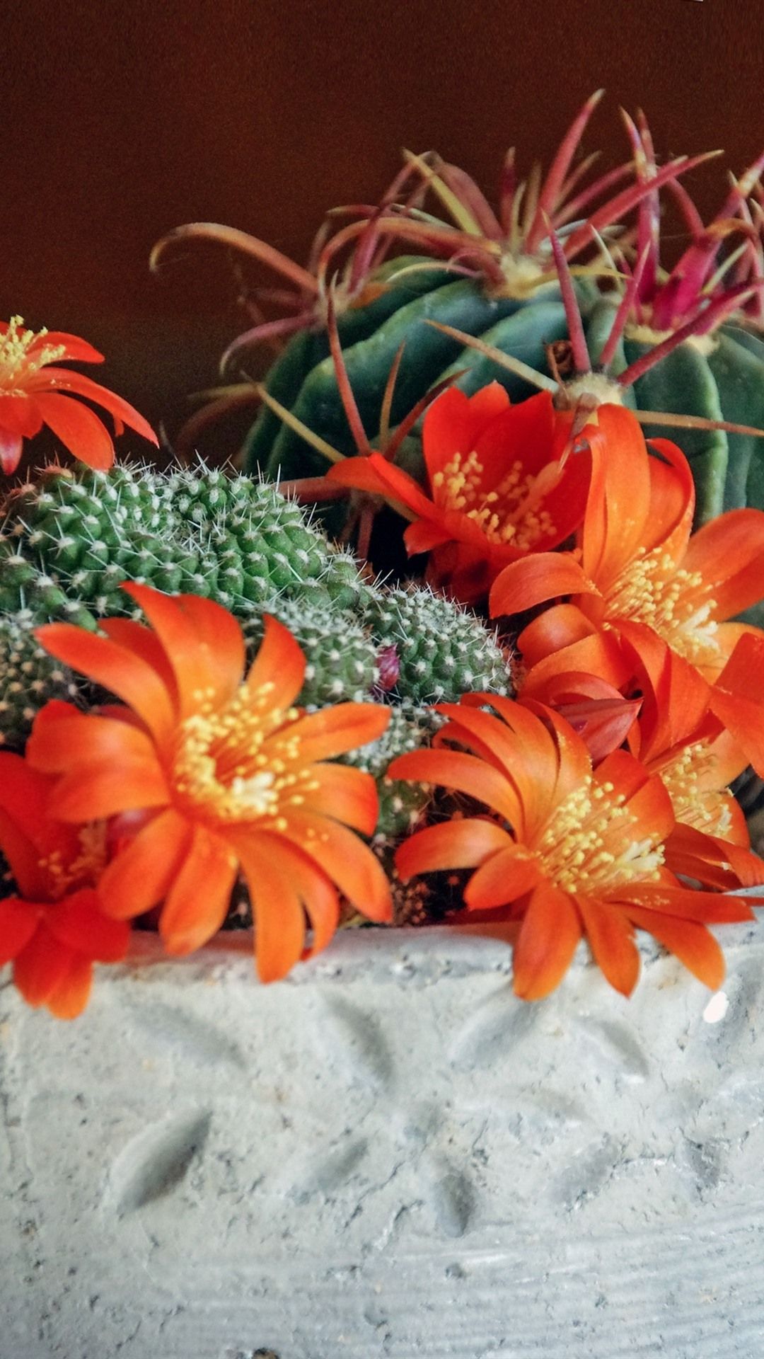 Cactus, Orange Flowers 1080x1920 IPhone 8 7 6 6S Plus Wallpaper