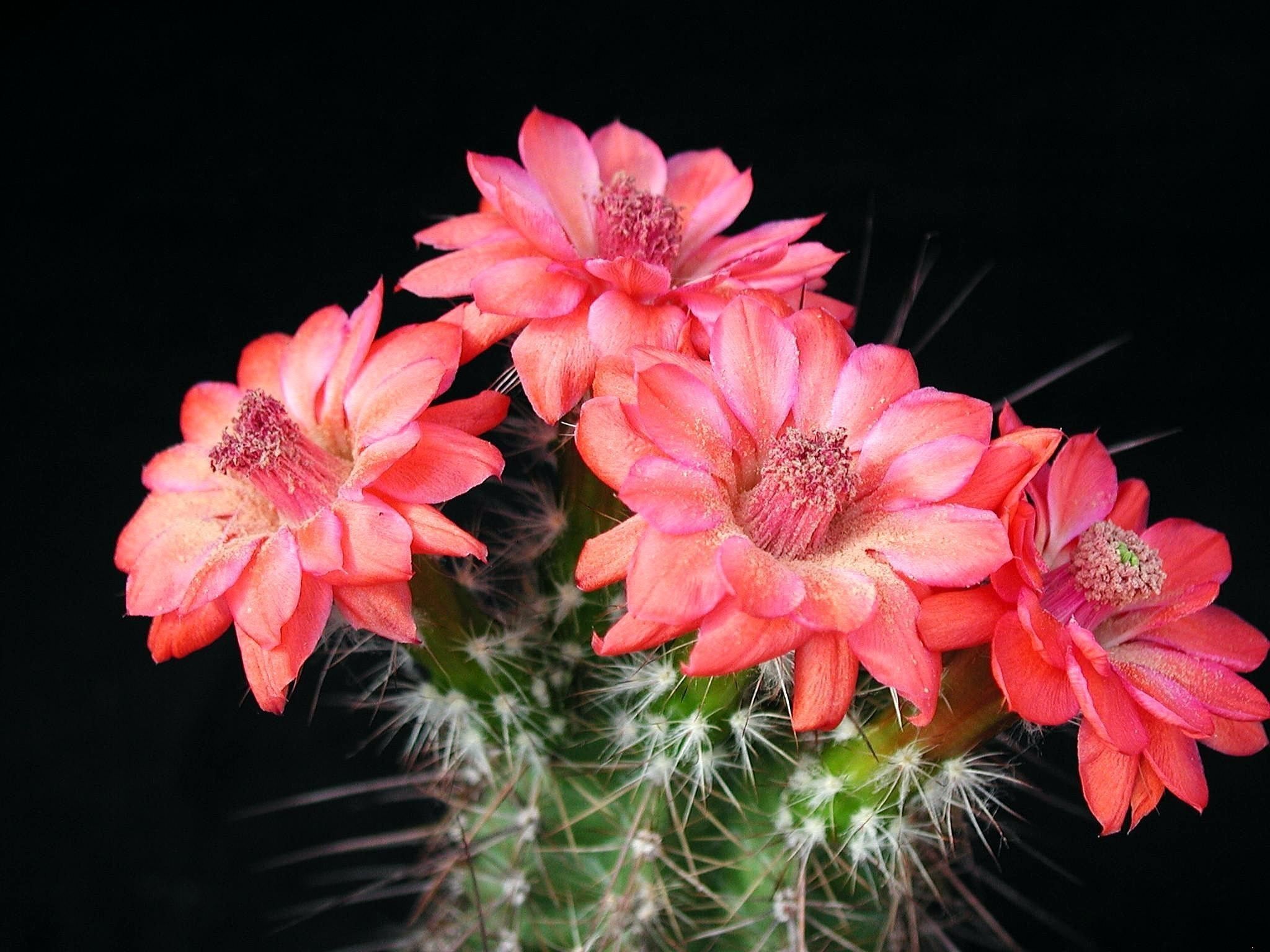 Cactus Flowers HD Wallpaper