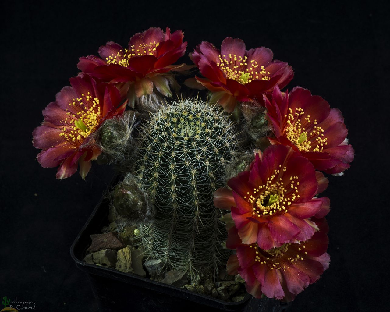 Image burgundy flower cacti Closeup Black background