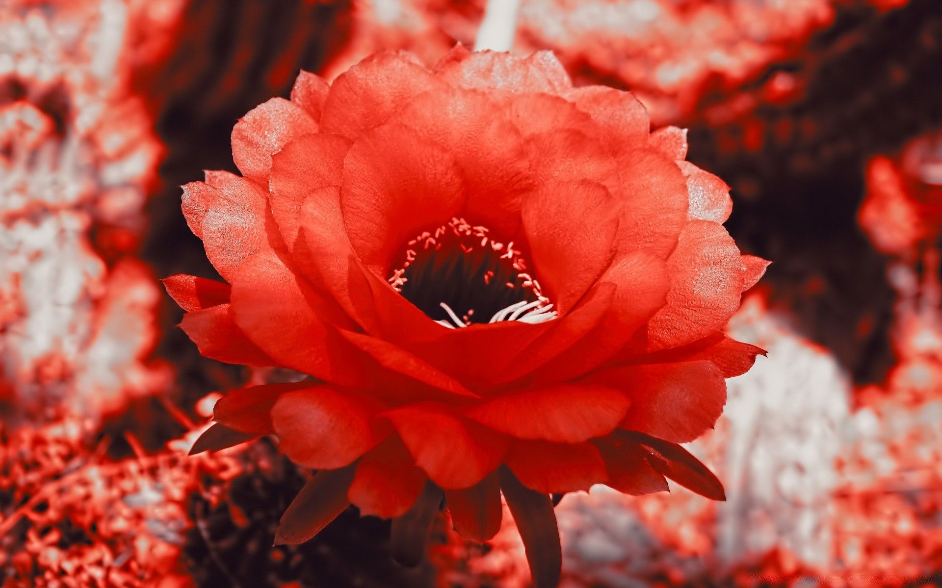 Red Cactus Blossom