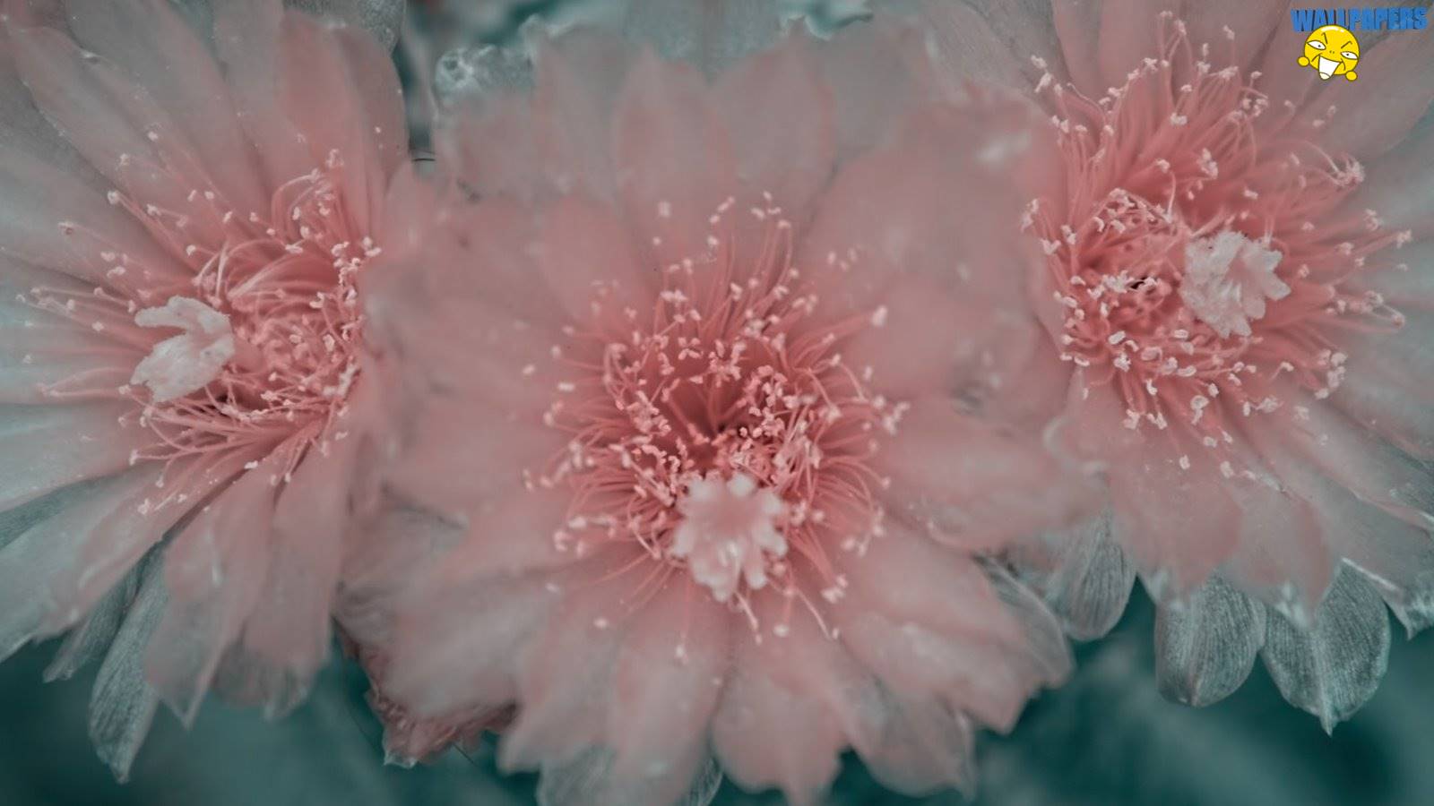 Cactus flowers retro wallpaper 1600×900