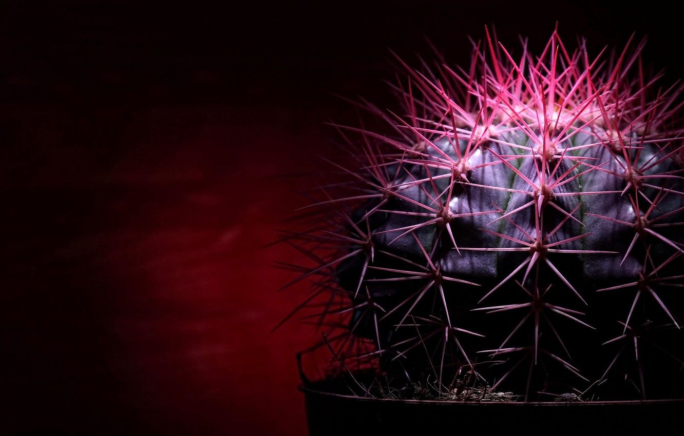 Wallpaper needle, the dark background, cactus, spikes, red light