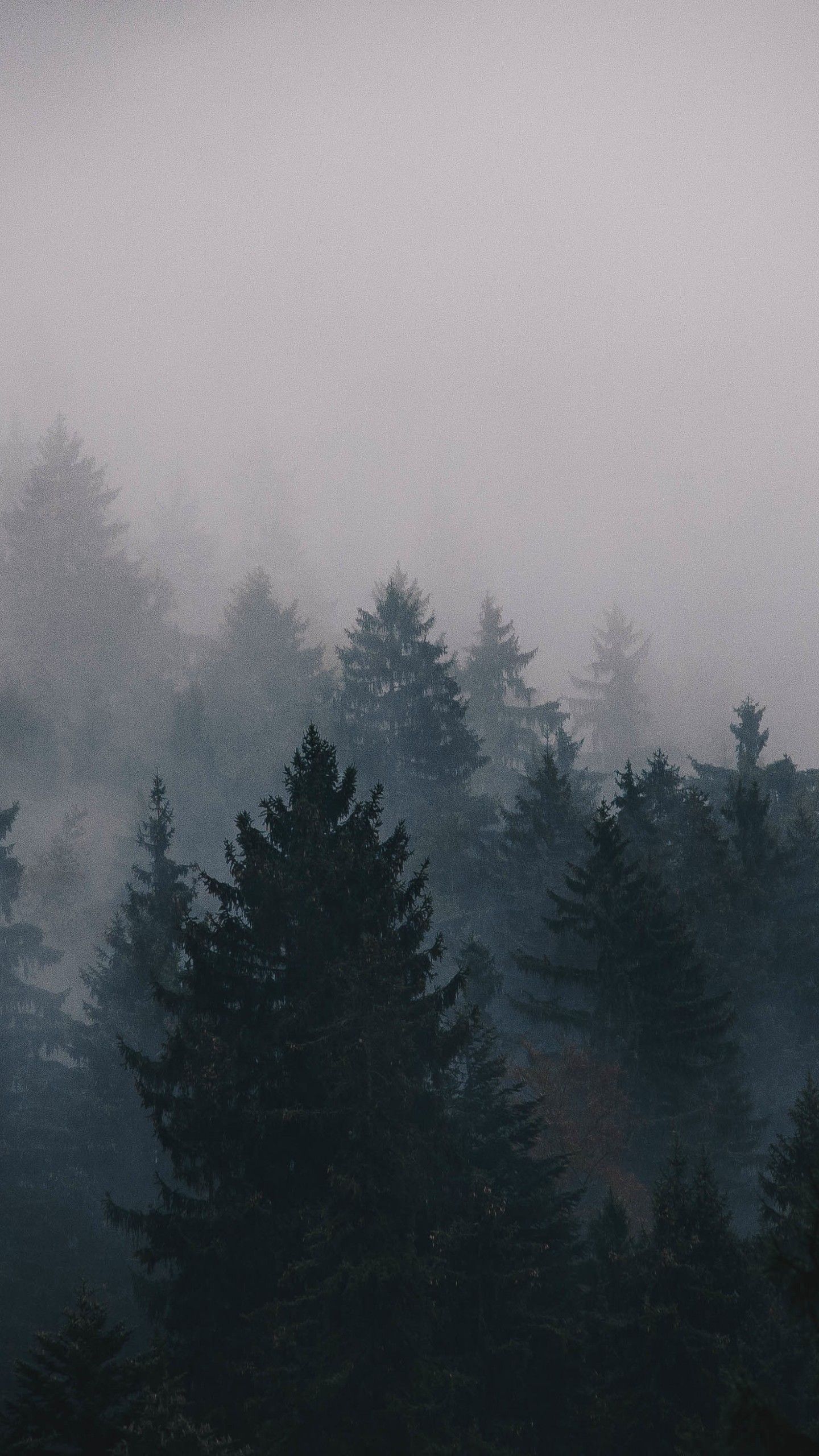 Wallpaper fog, 5k, 4k wallpaper, trees, forest, Nature