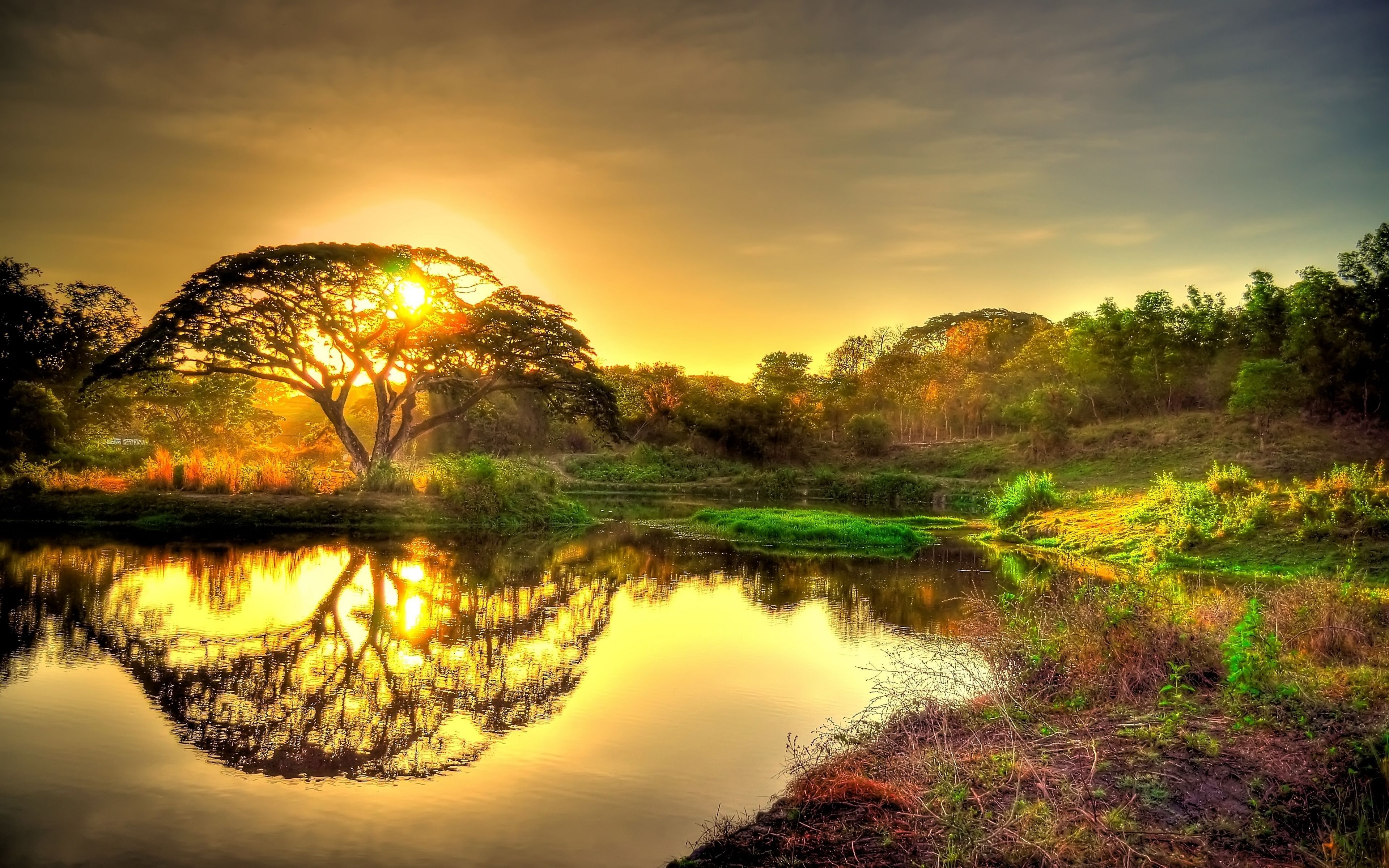 Sunset Scenery Tree Landscape Nature 8K Wallpaper #101