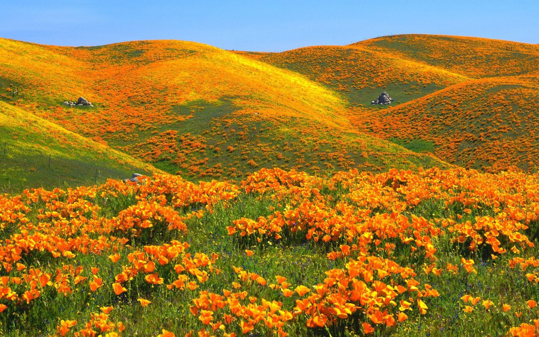 California poppies (state flower) in bloom and carpeting the hills