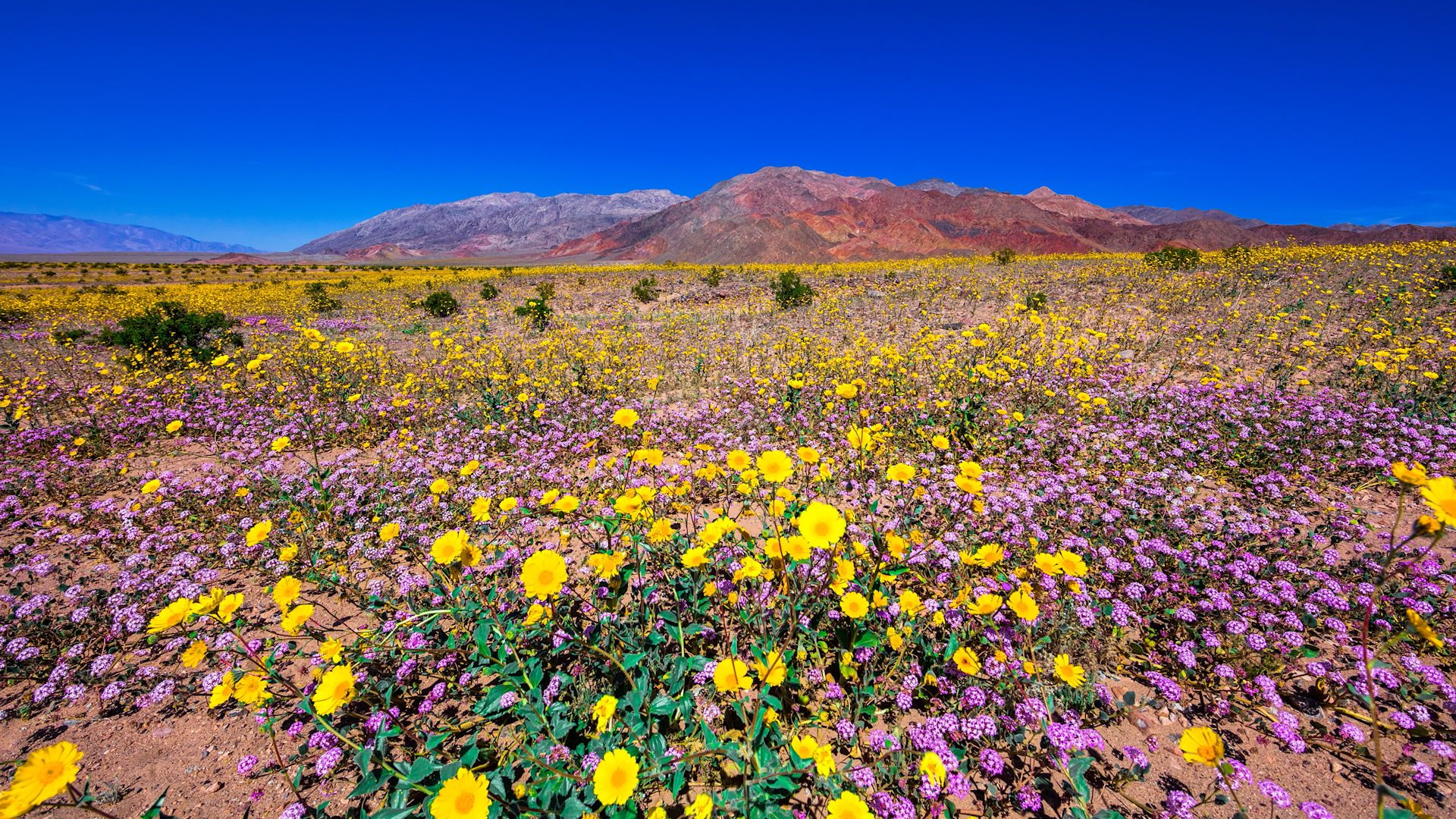 Rare 'super bloom' blankets Death Valley in a carpet