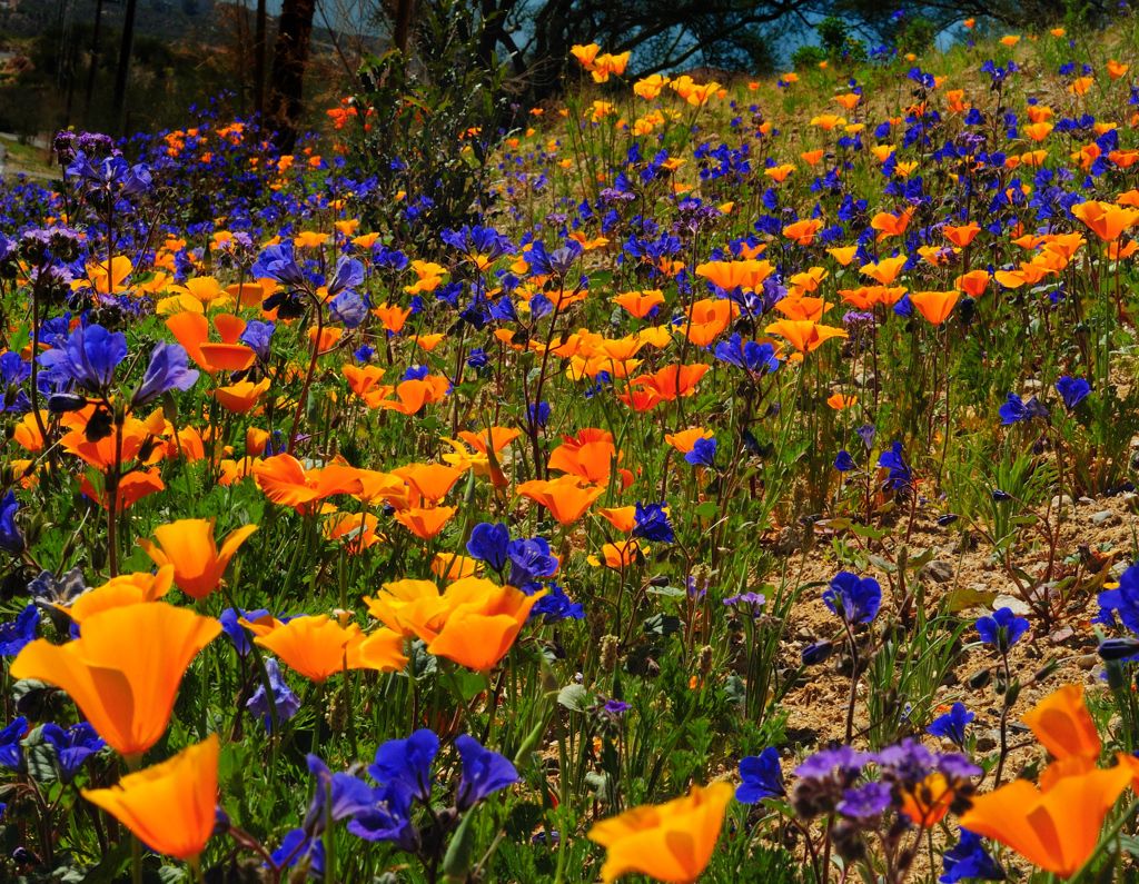 Free download Spring Wild Flowers Picture Amazing Wallpaper