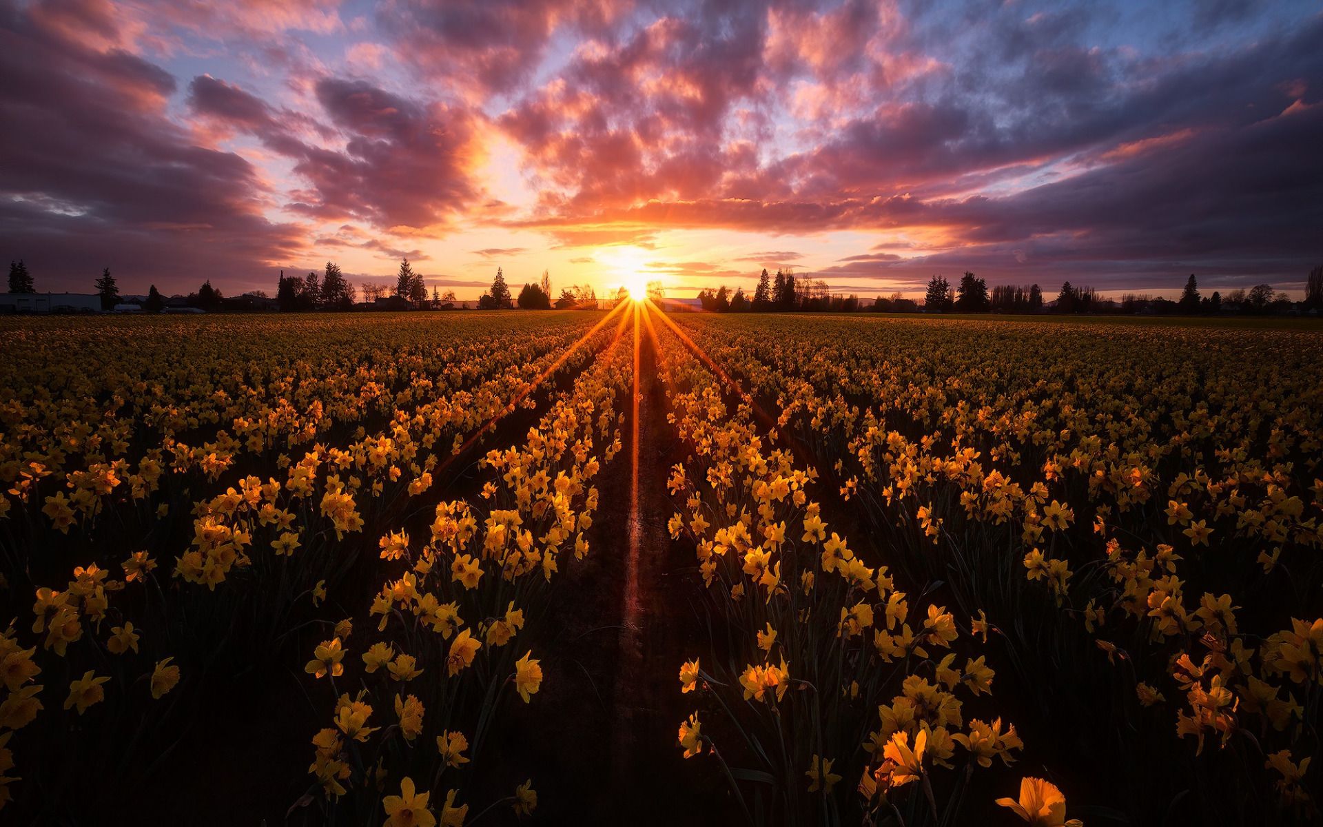 Download wallpaper Skagit Valley, field with daffodils