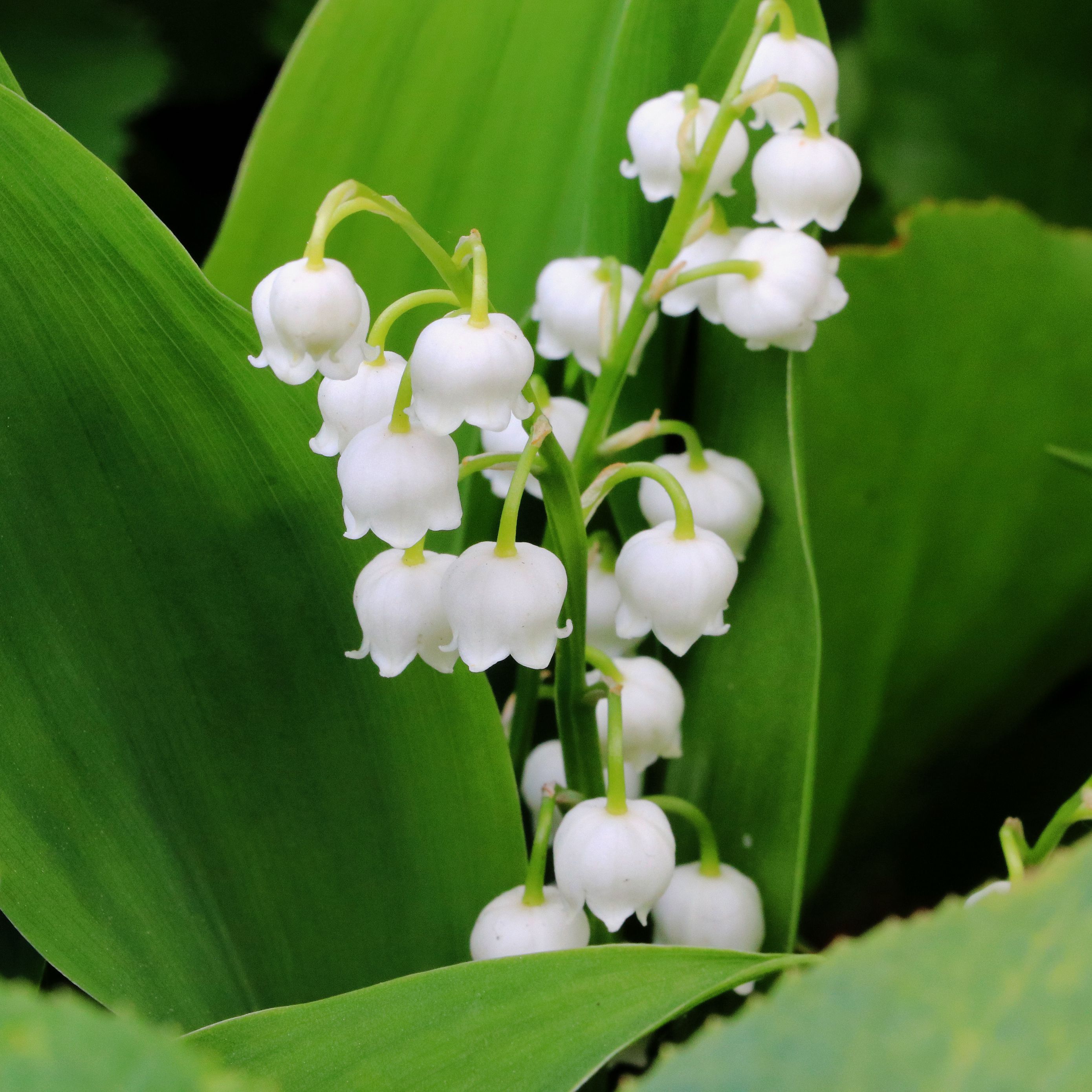Download wallpaper 2780x2780 lily of the valley, flowers, leaves