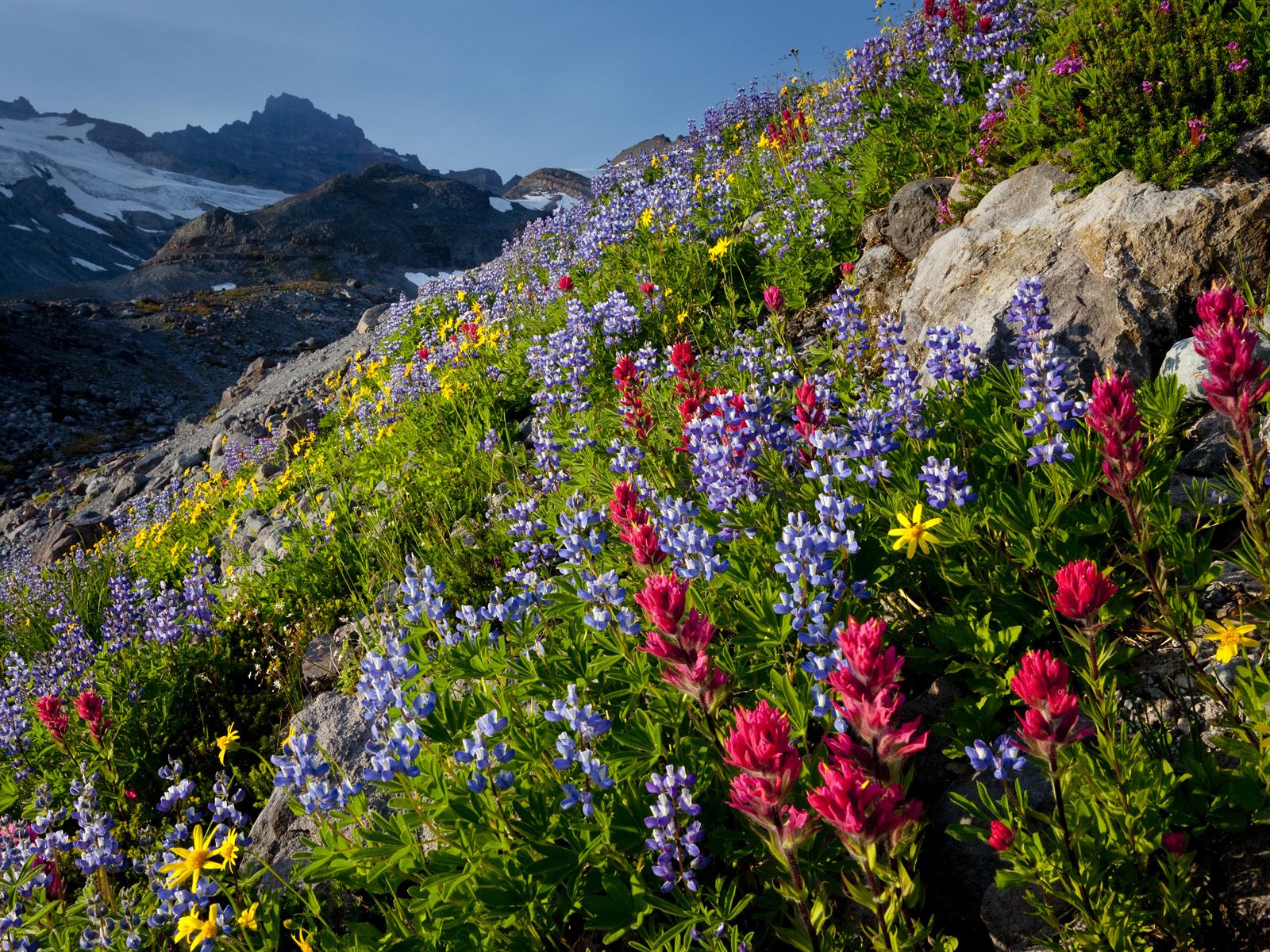 Free download Mountain wildflowers wallpaper ForWallpapercom
