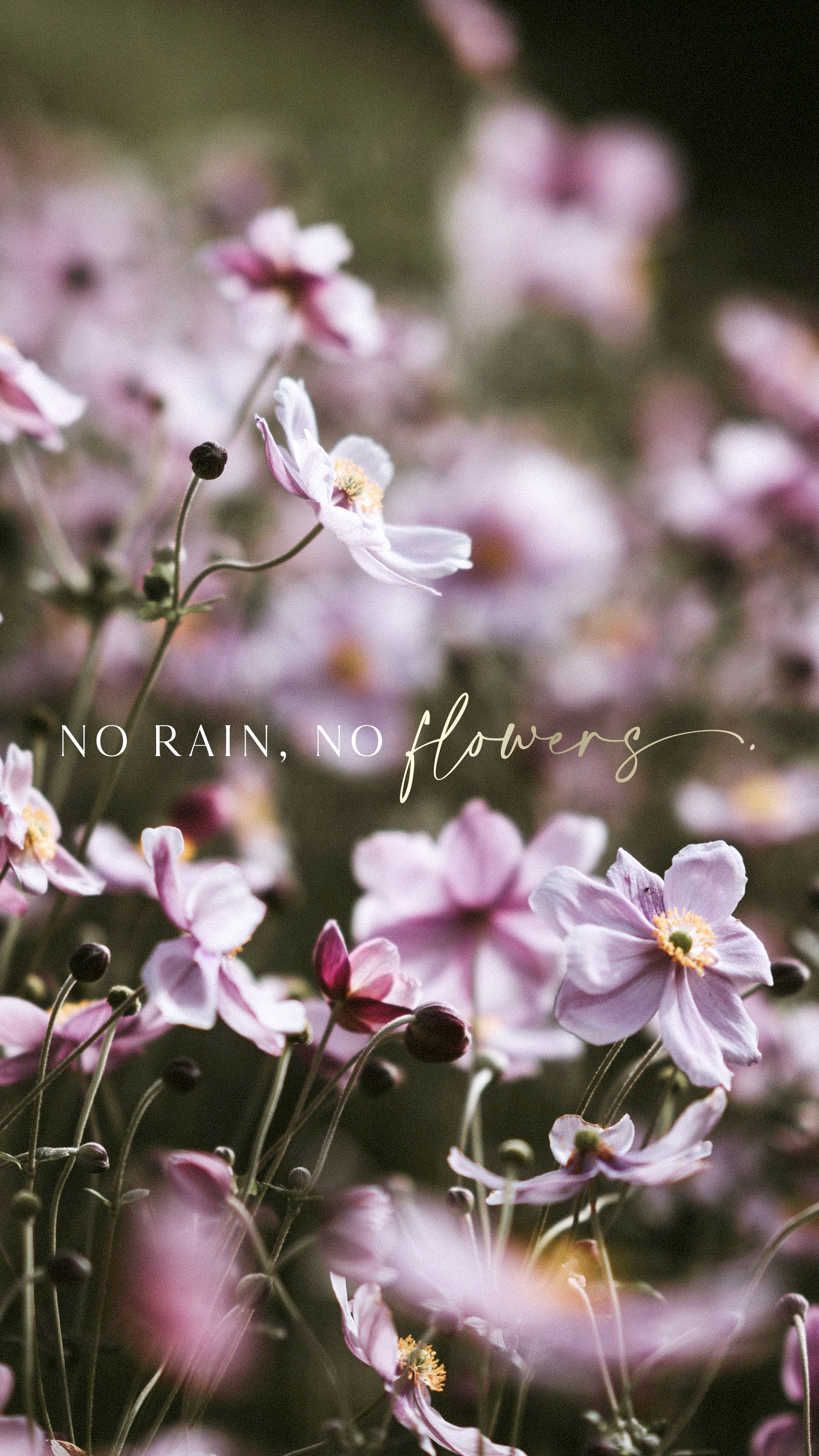 No Rain No Flowers Wallpapers  Top Free No Rain No Flowers Backgrounds   WallpaperAccess