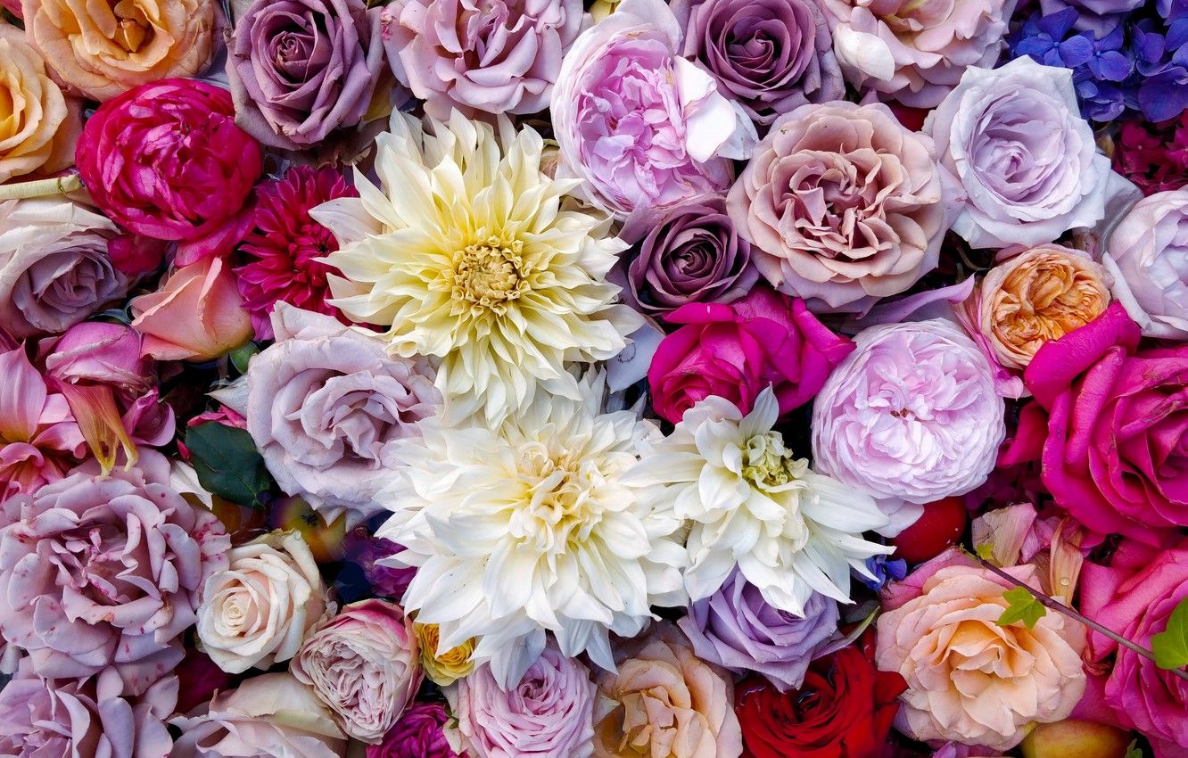 Wallpaper colorful, flowers, bouquet, roses, composition
