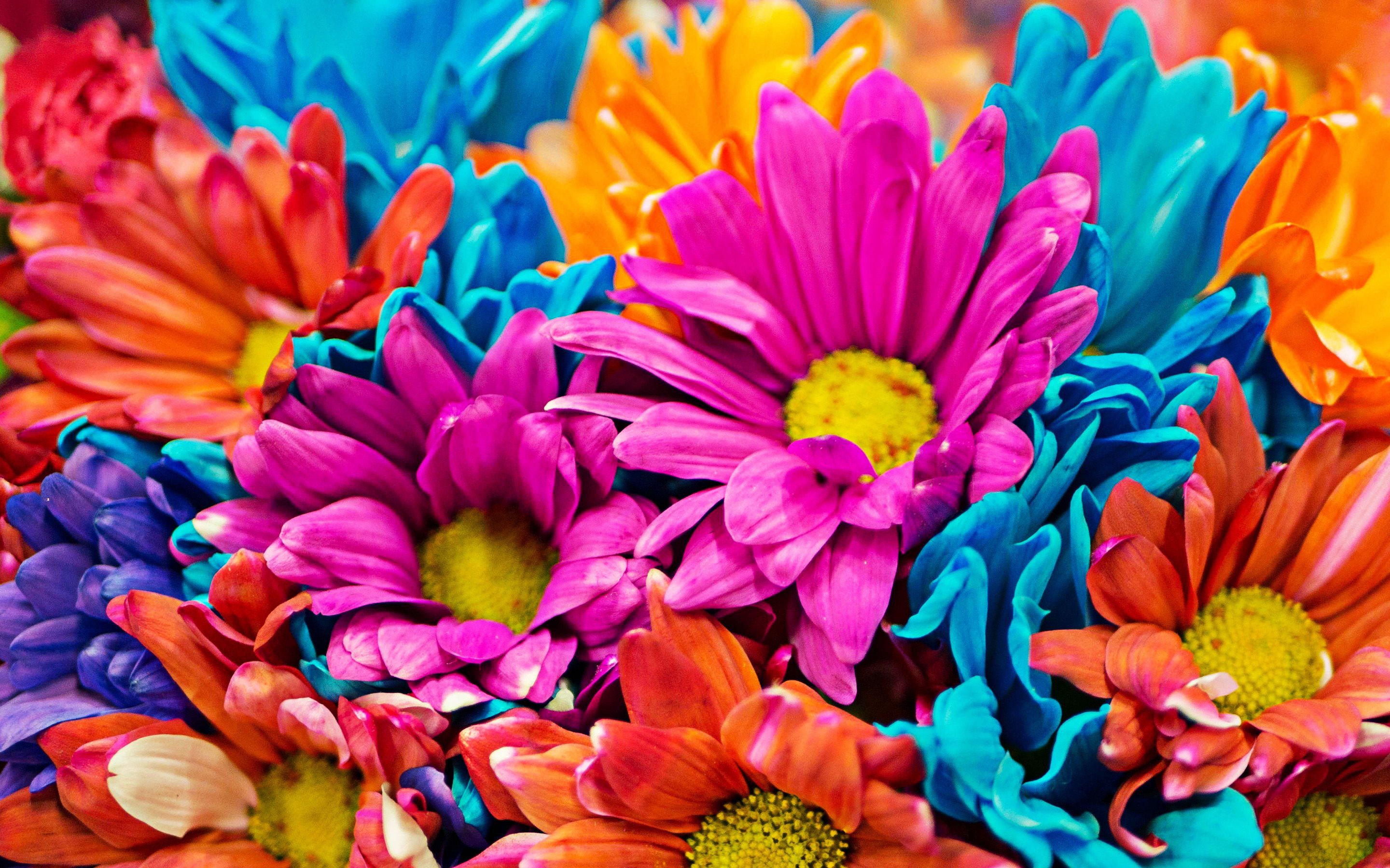 Download wallpaper colorful flowers, bouquet of colorful flowers
